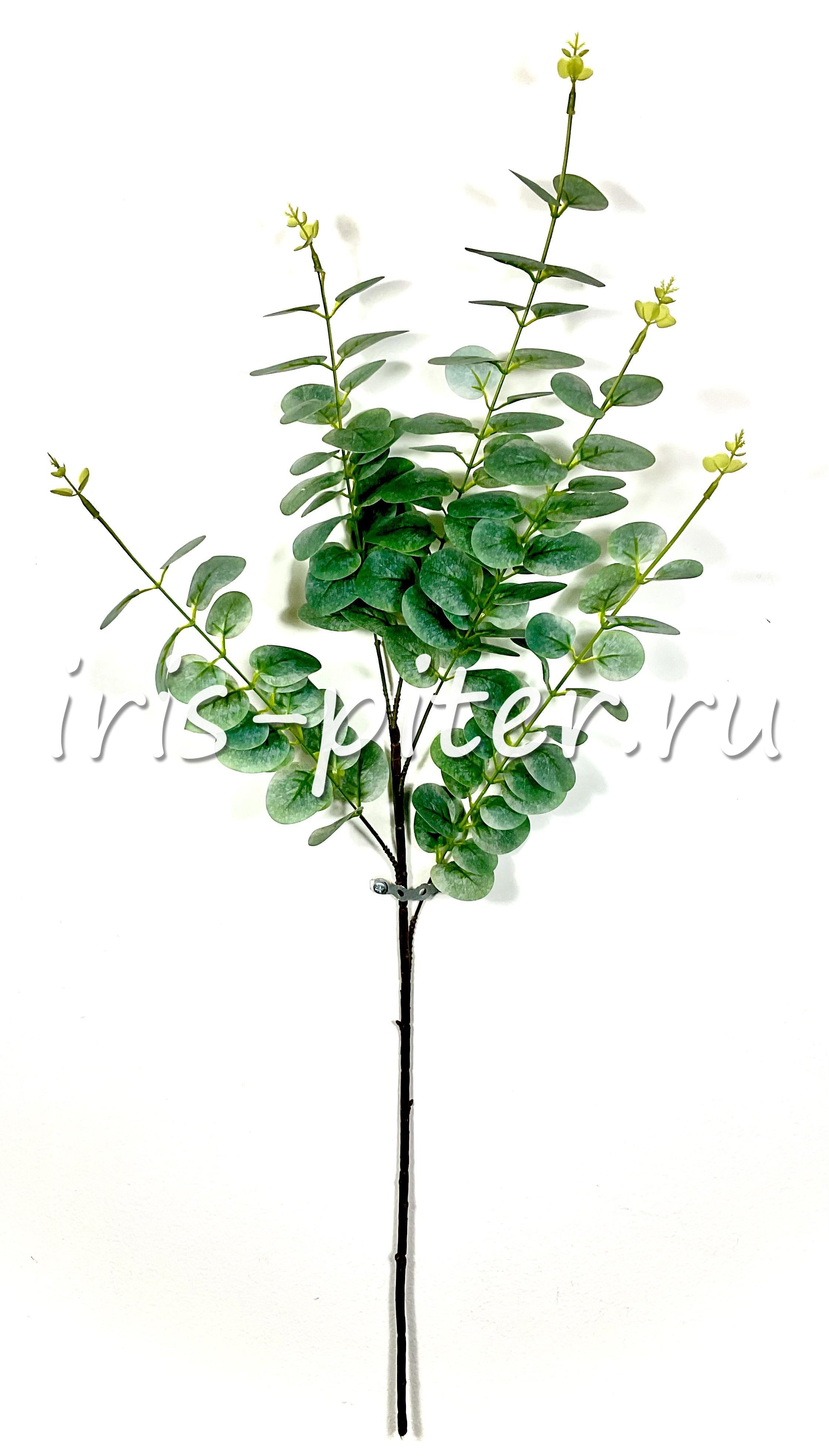 Ветка эвкалипт 5вет