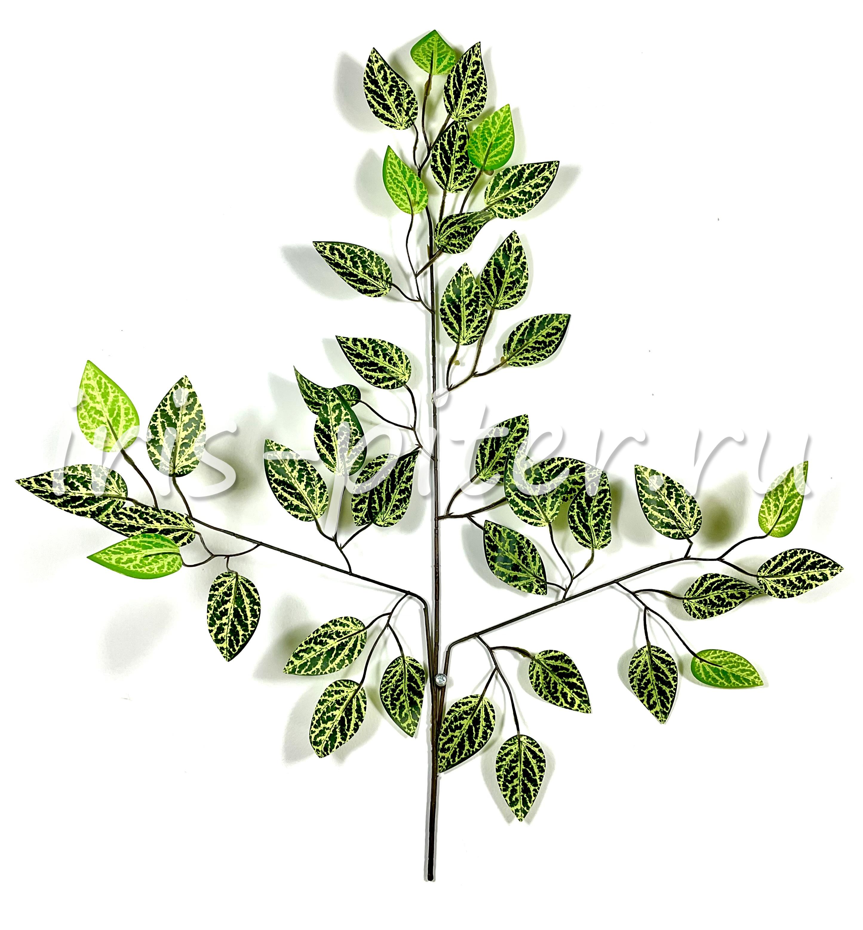 Ветка пилея Кадье