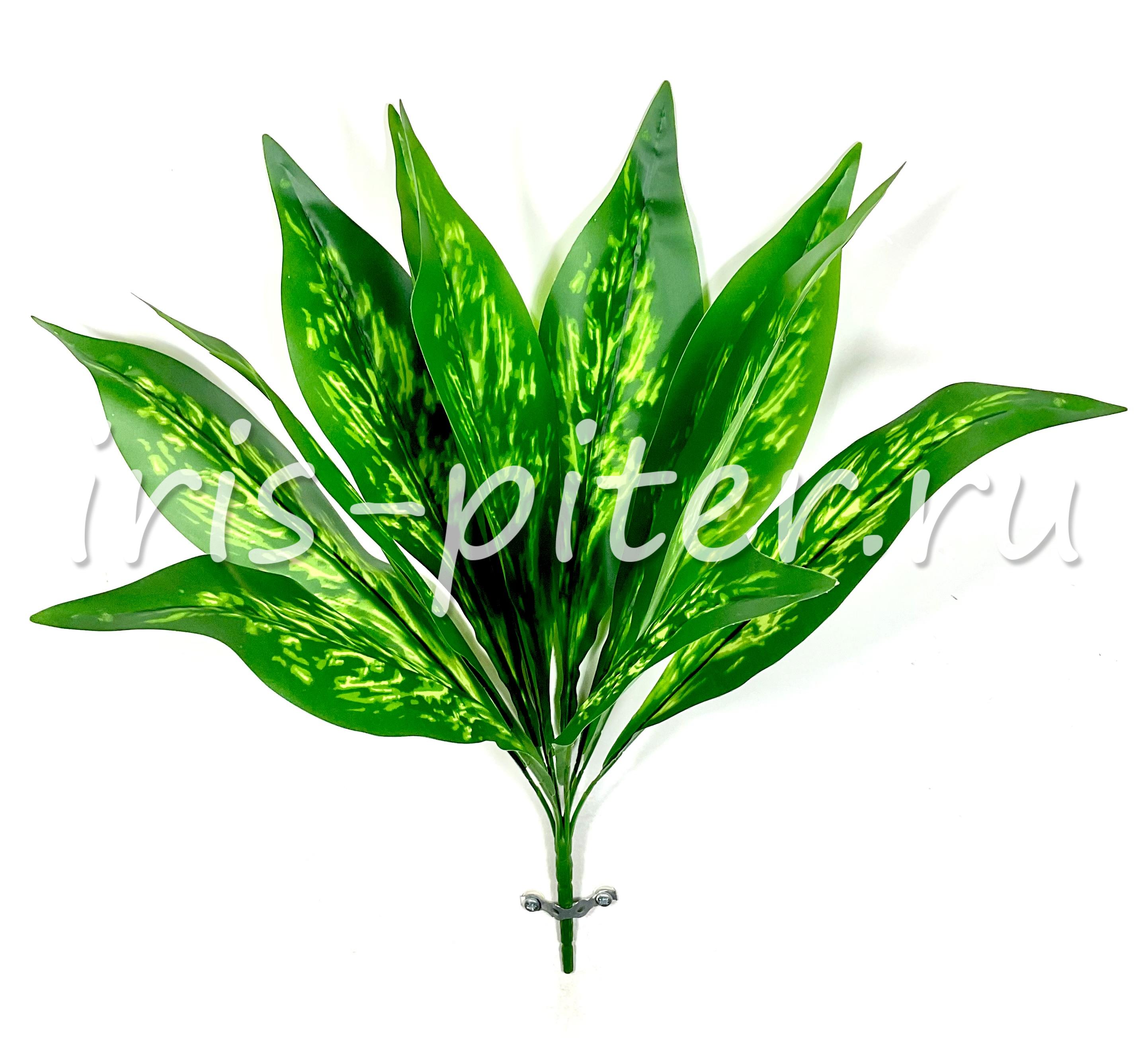   куст горшечный диффенбахия светлый лист