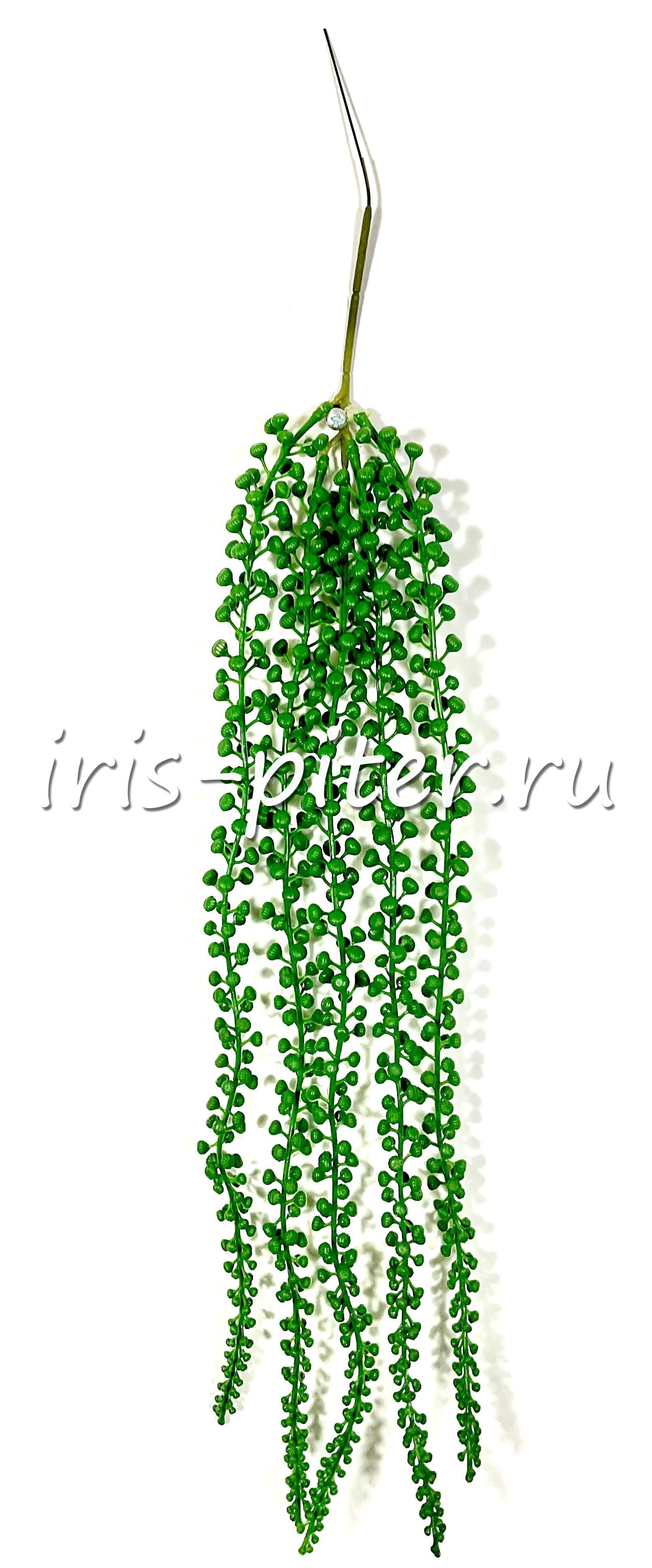 Ветка крестовник роули 