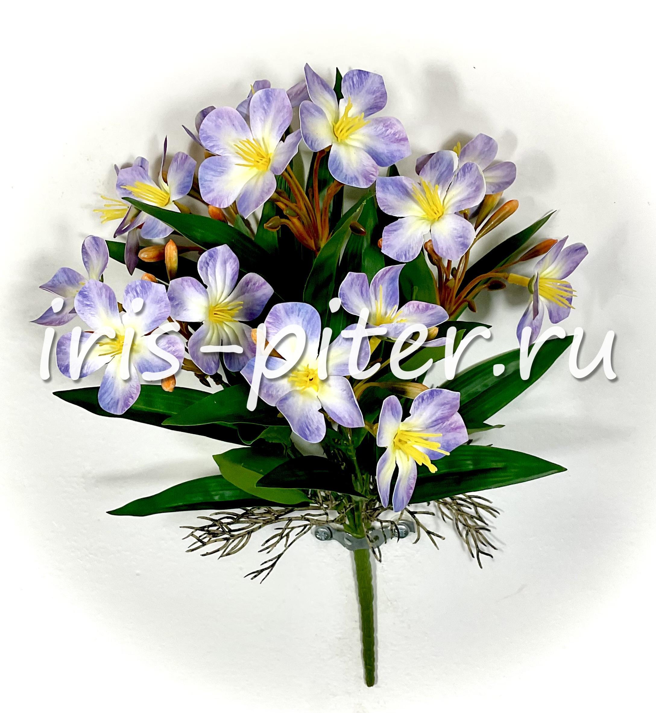 Бальзамин 19г 