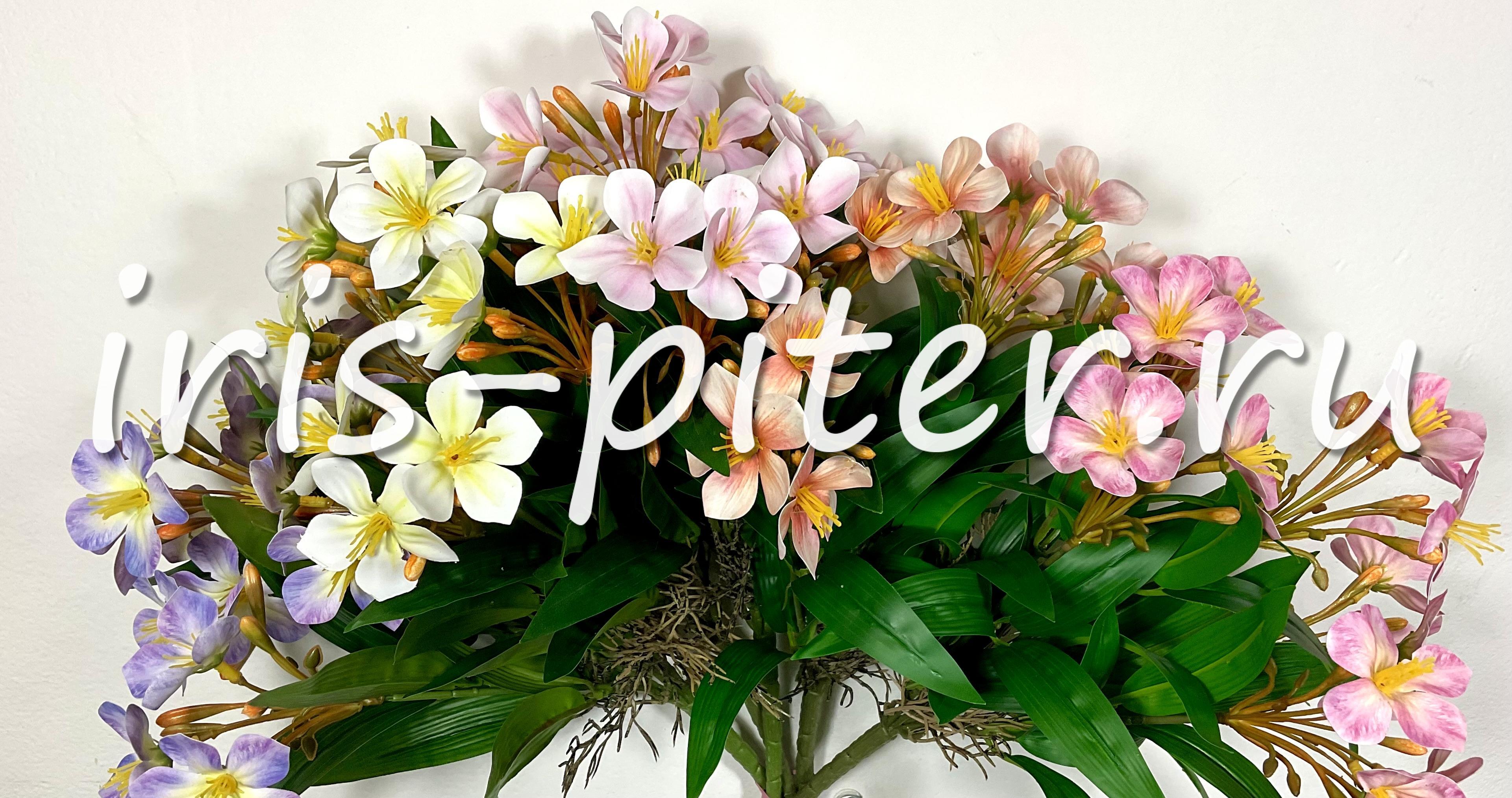 Бальзамин 19г 