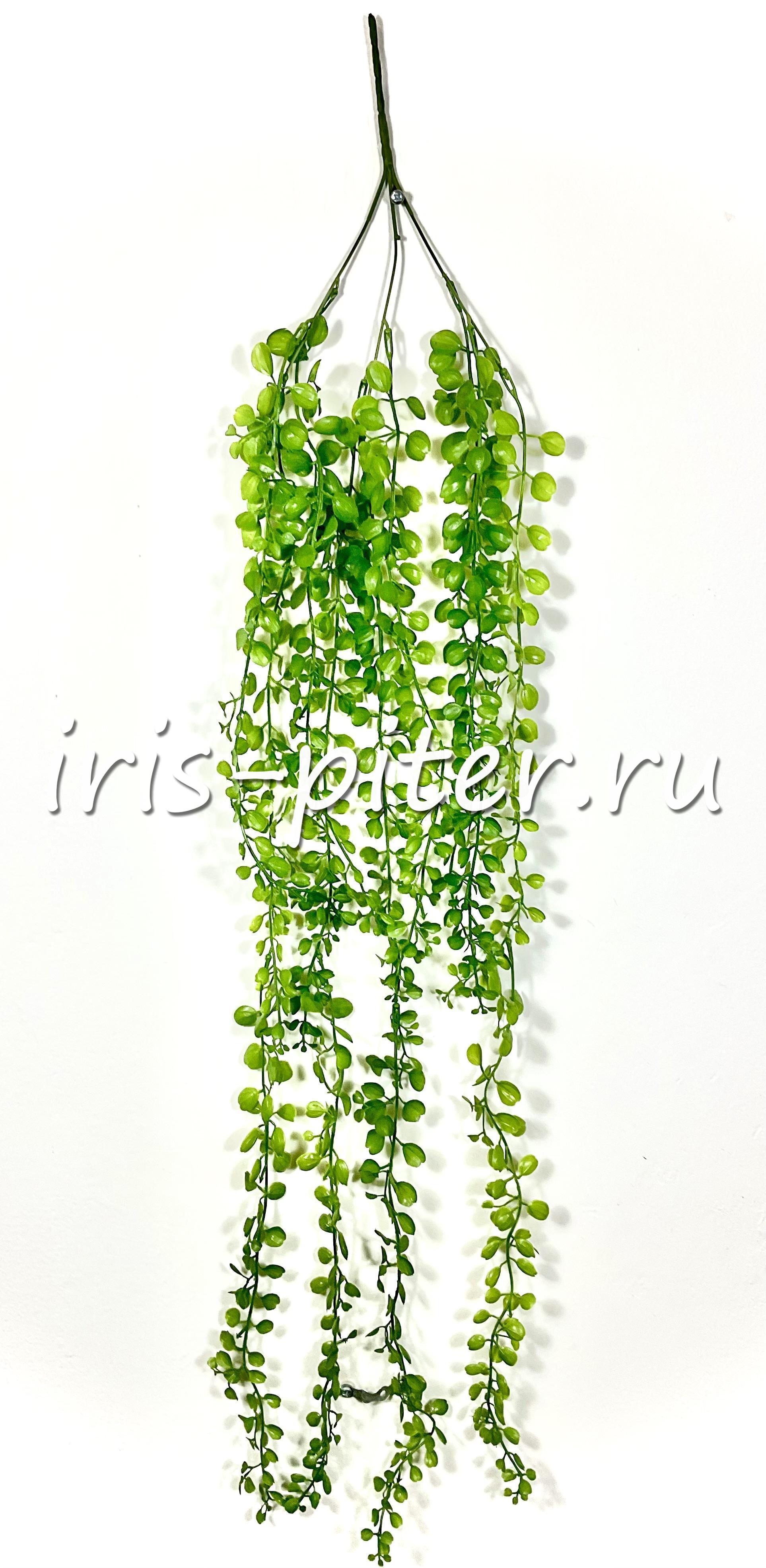 Ветка хойя Кумингиана