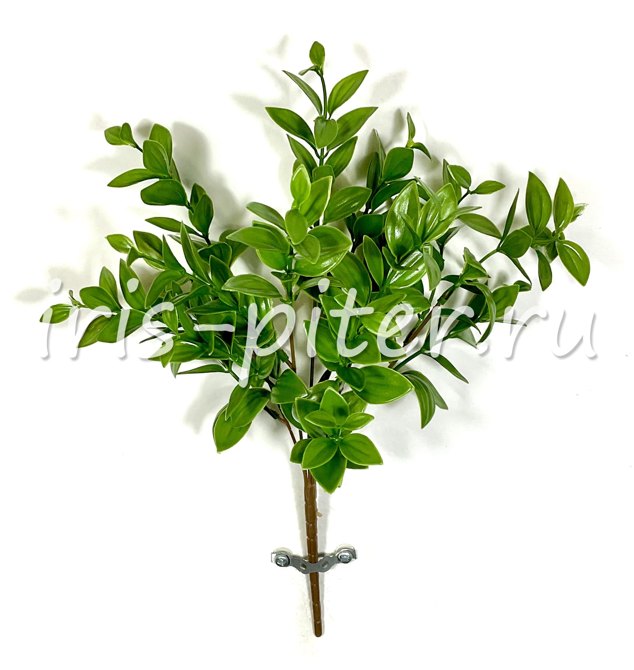 Традесканция 5вет