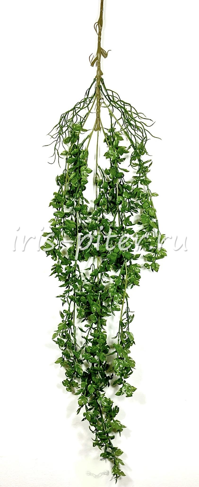 Ветка циссус латекс 