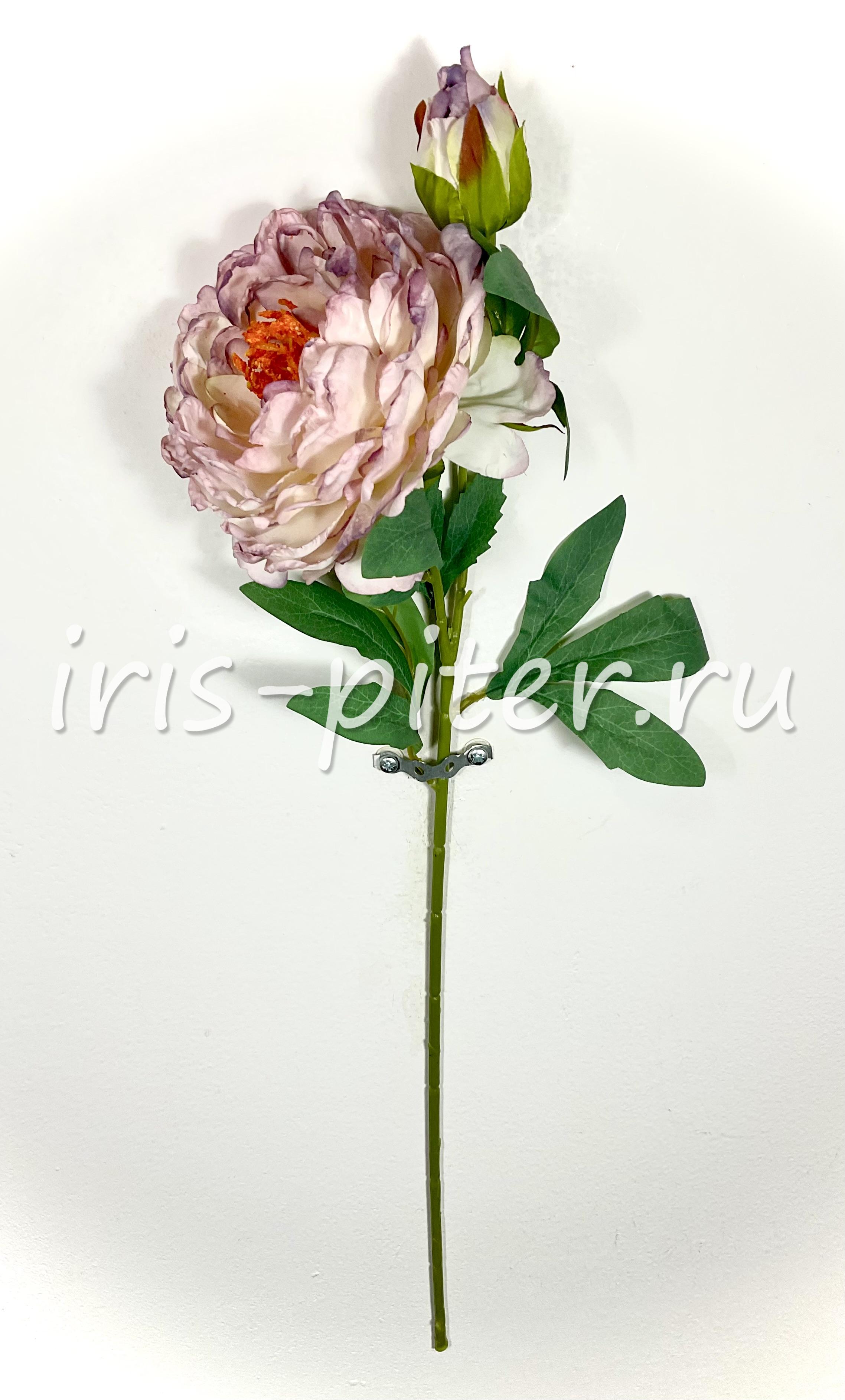 Ветка пион 1г 1бут