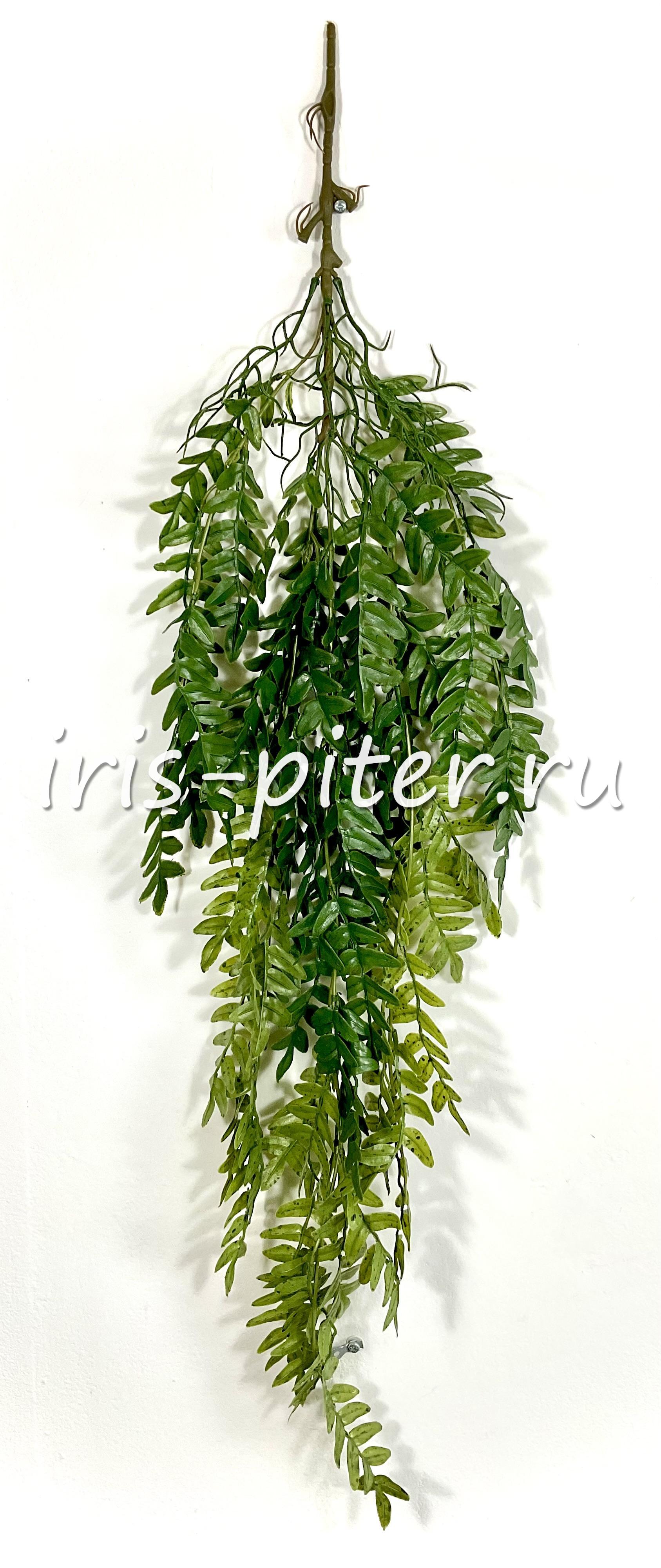 Ветка акация 5вет