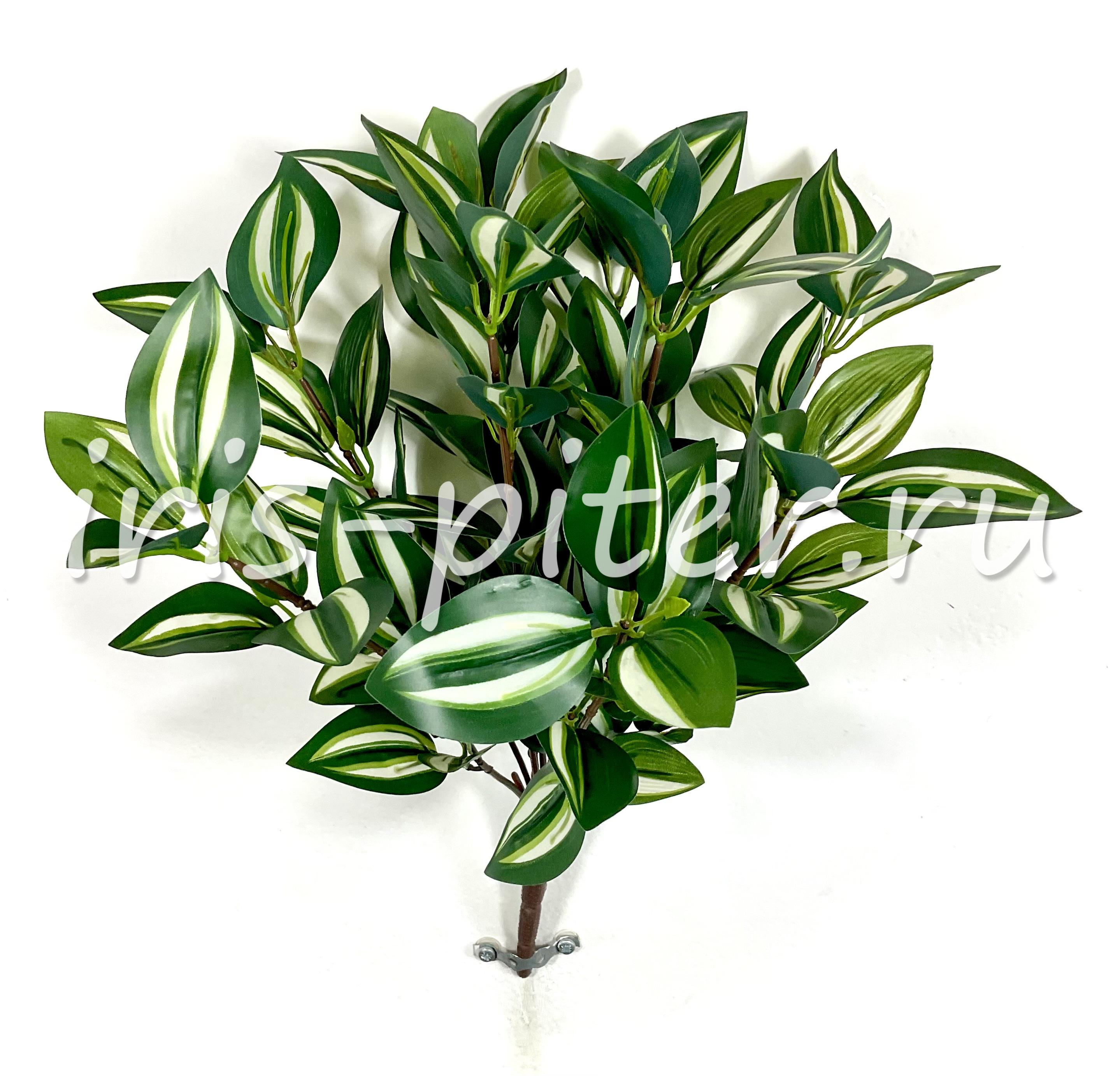 Куст горшечный традесканция 