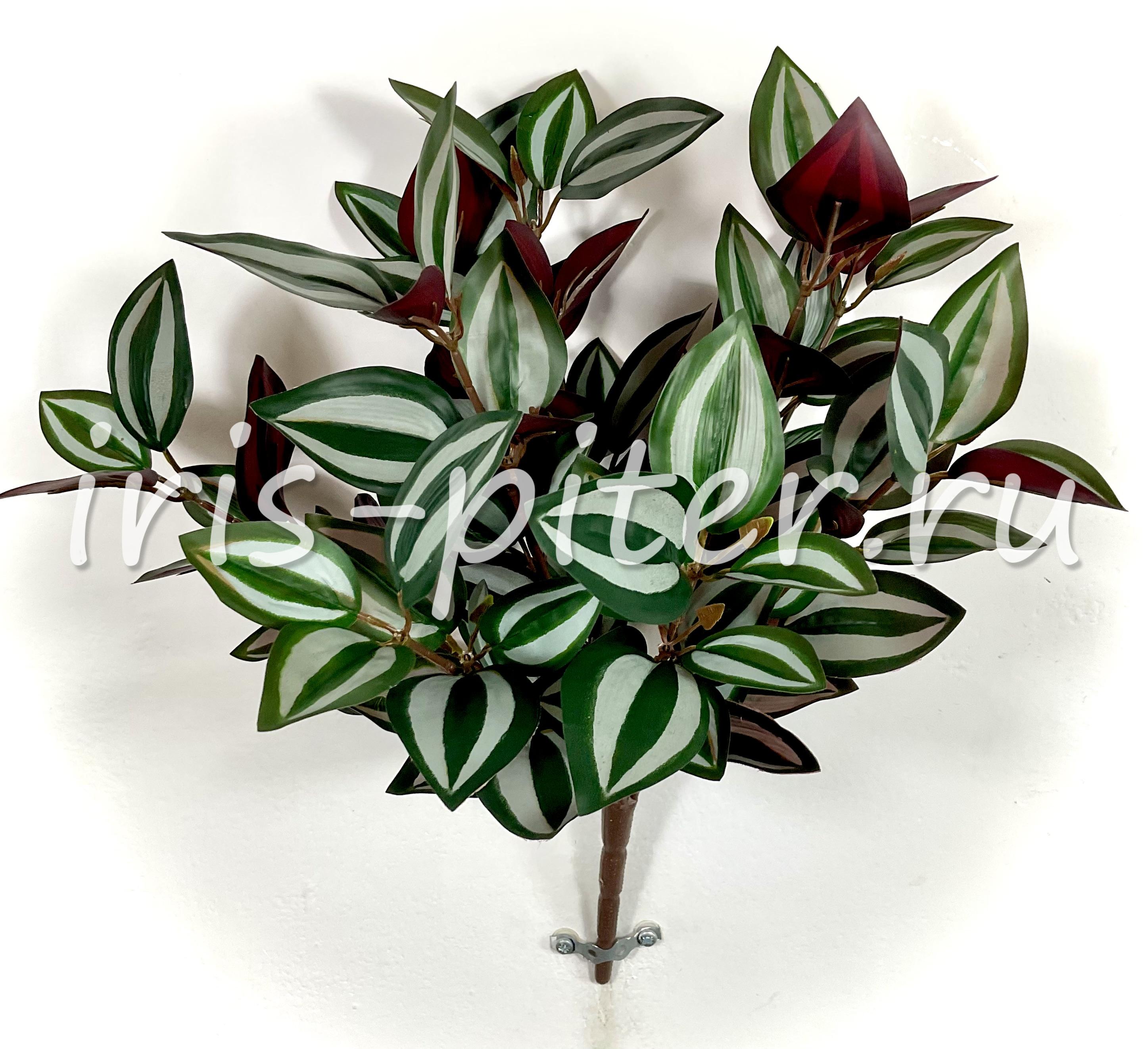 Куст горшечный традесканция 