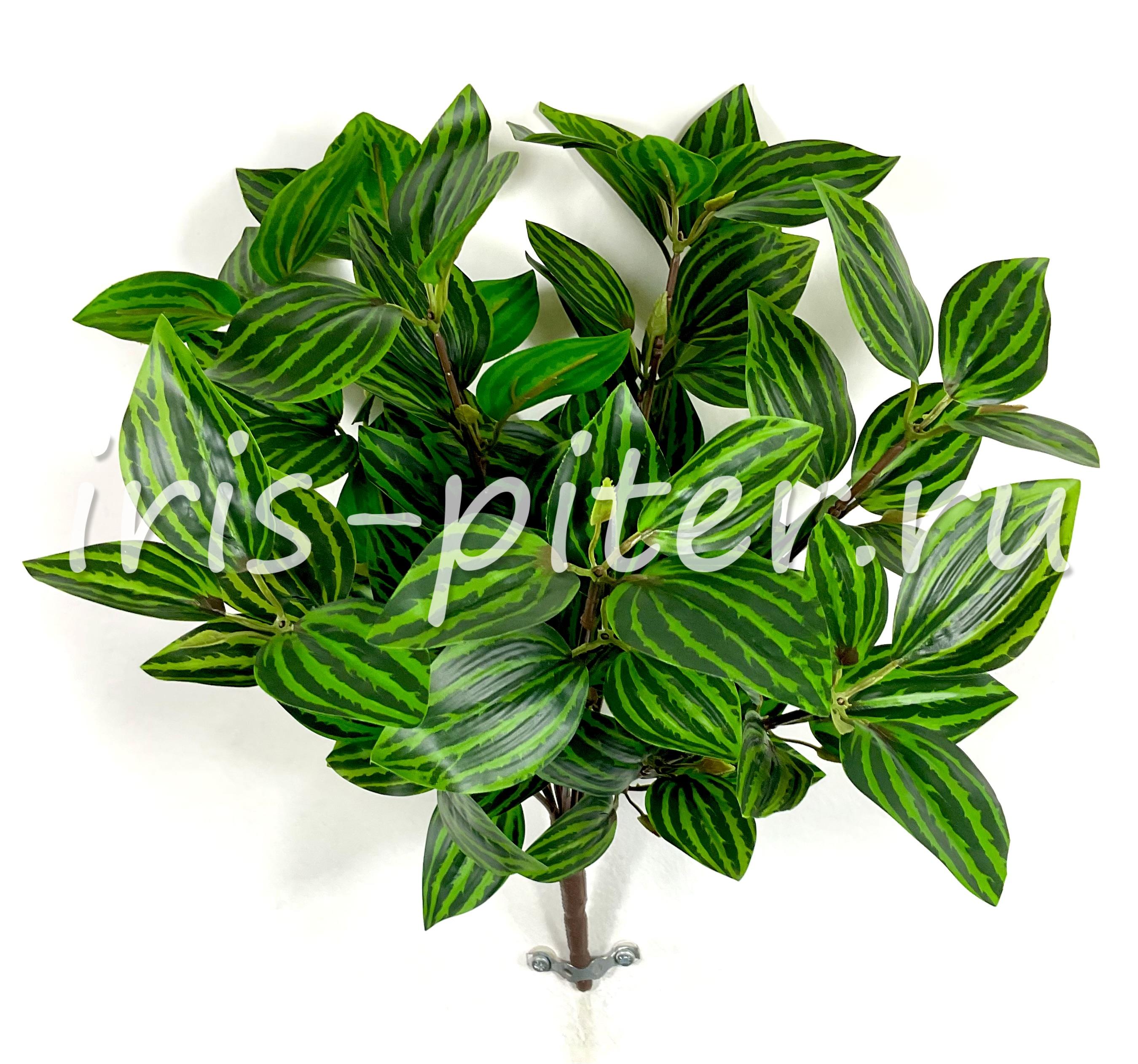 Куст горшечный традесканция 