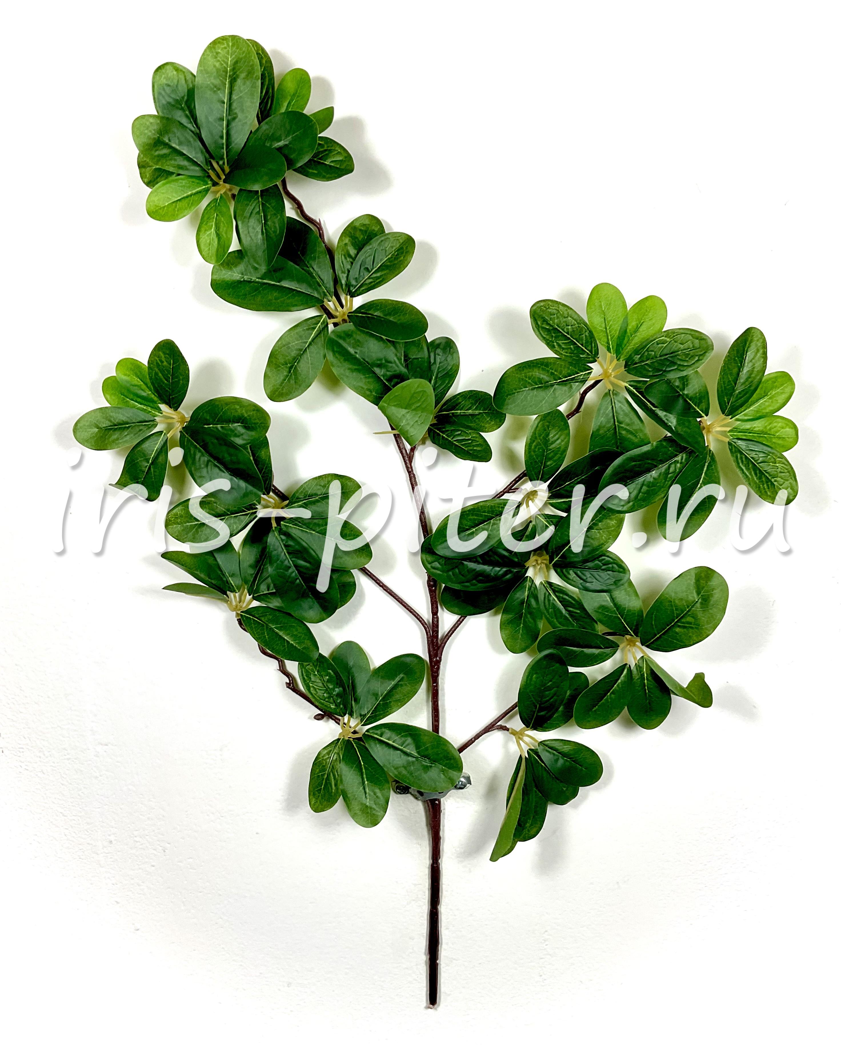 Ветка шефлера