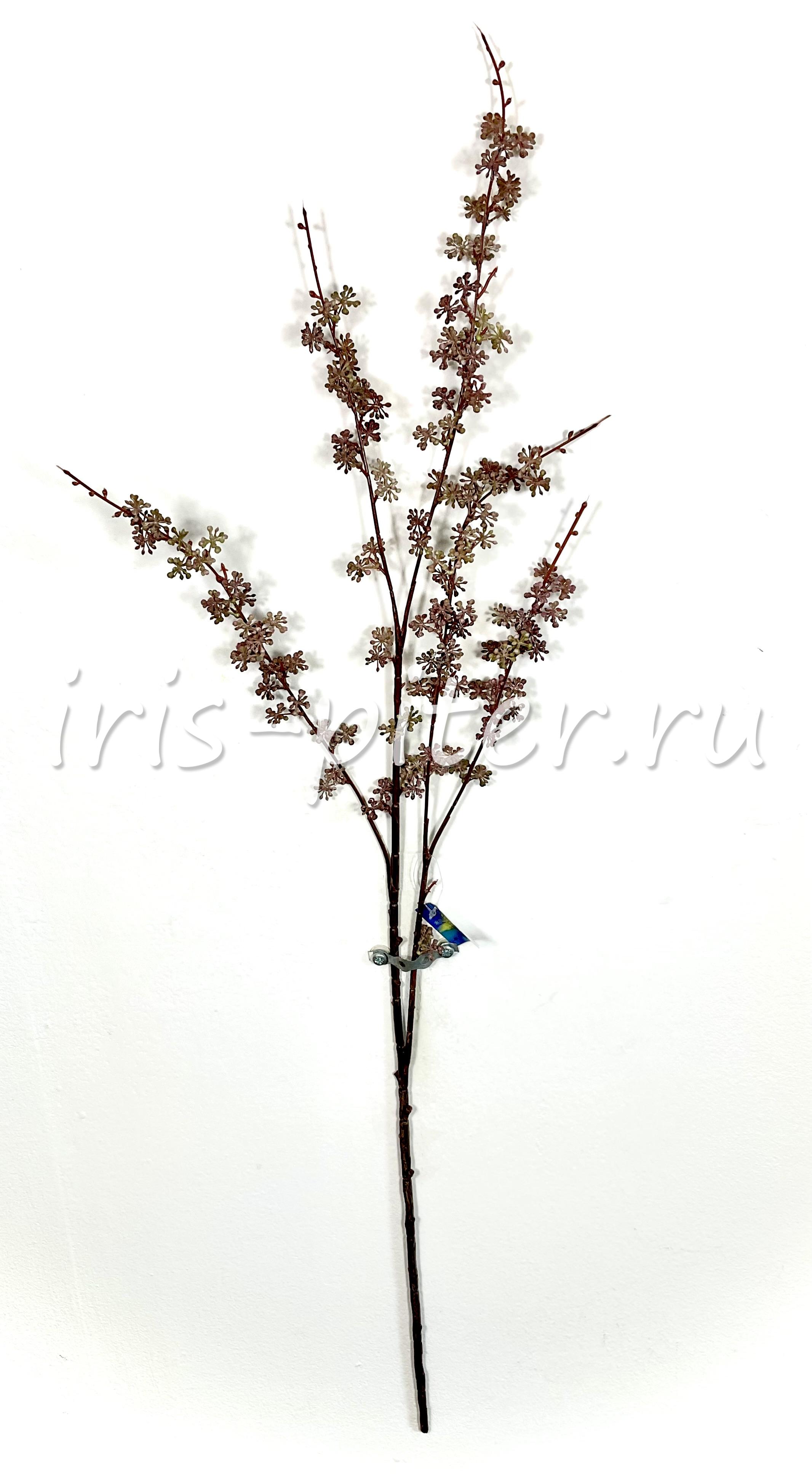 Ветка гениста