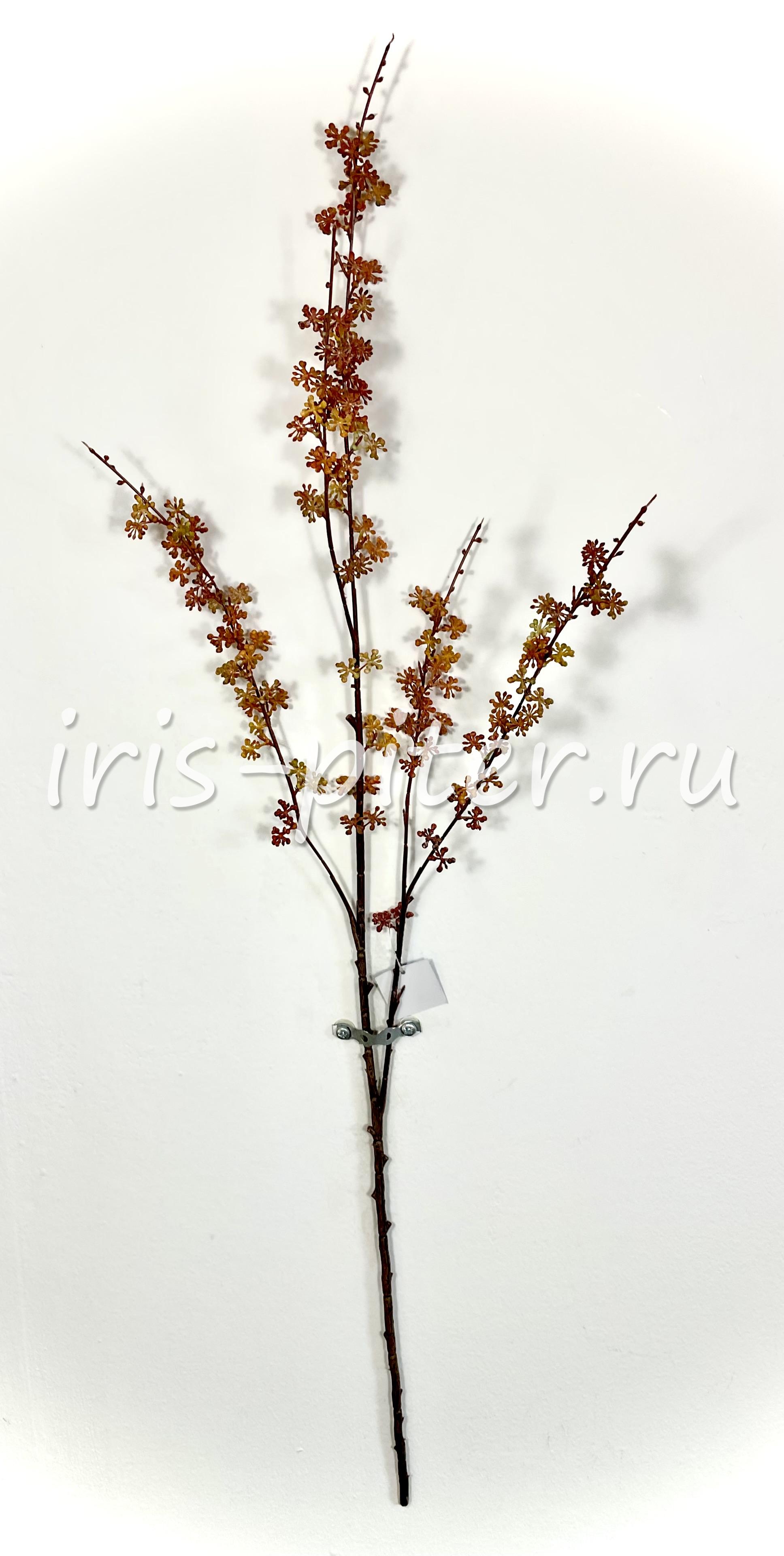 Ветка гениста