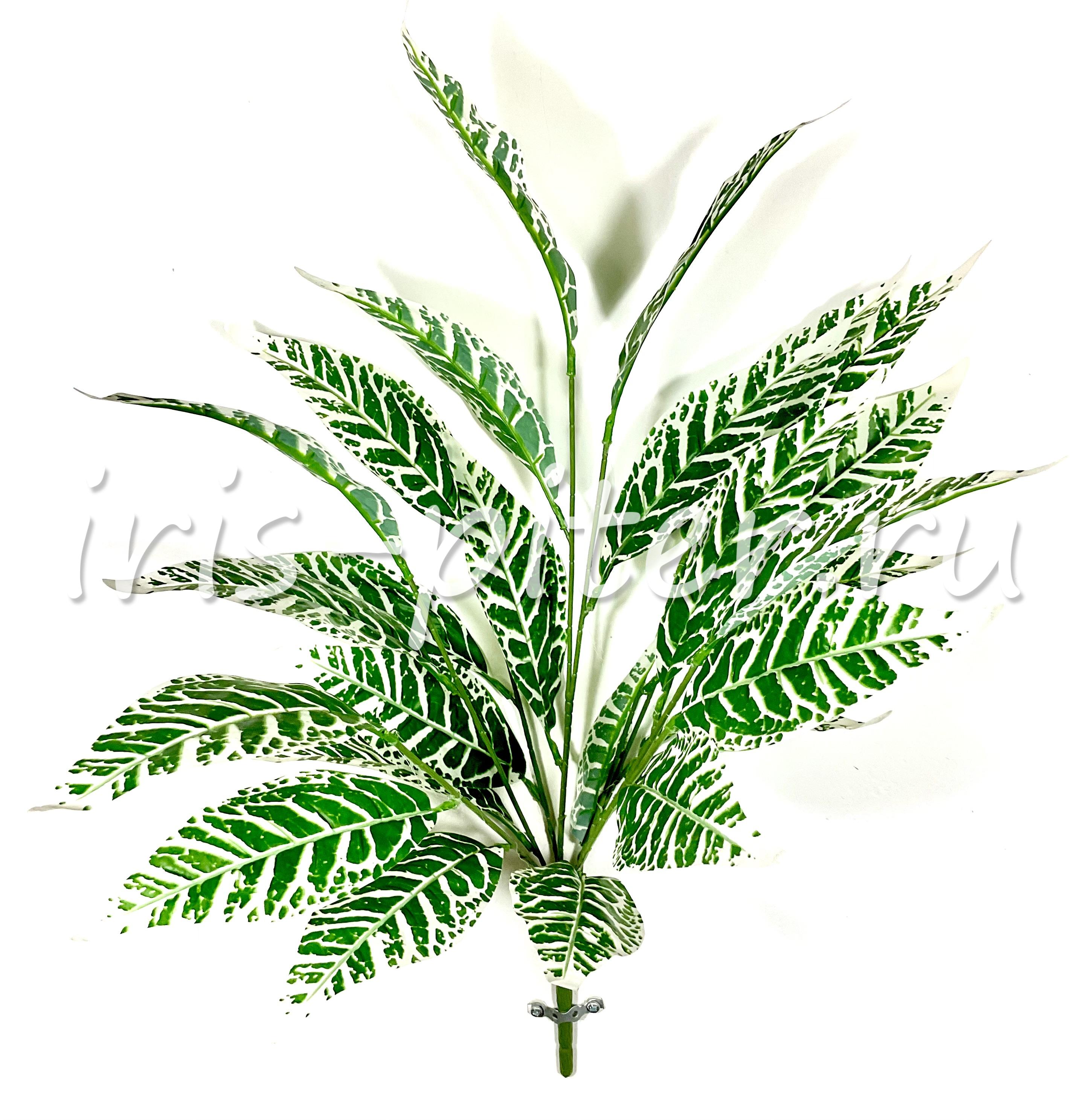 Кодиеум 26 листьев