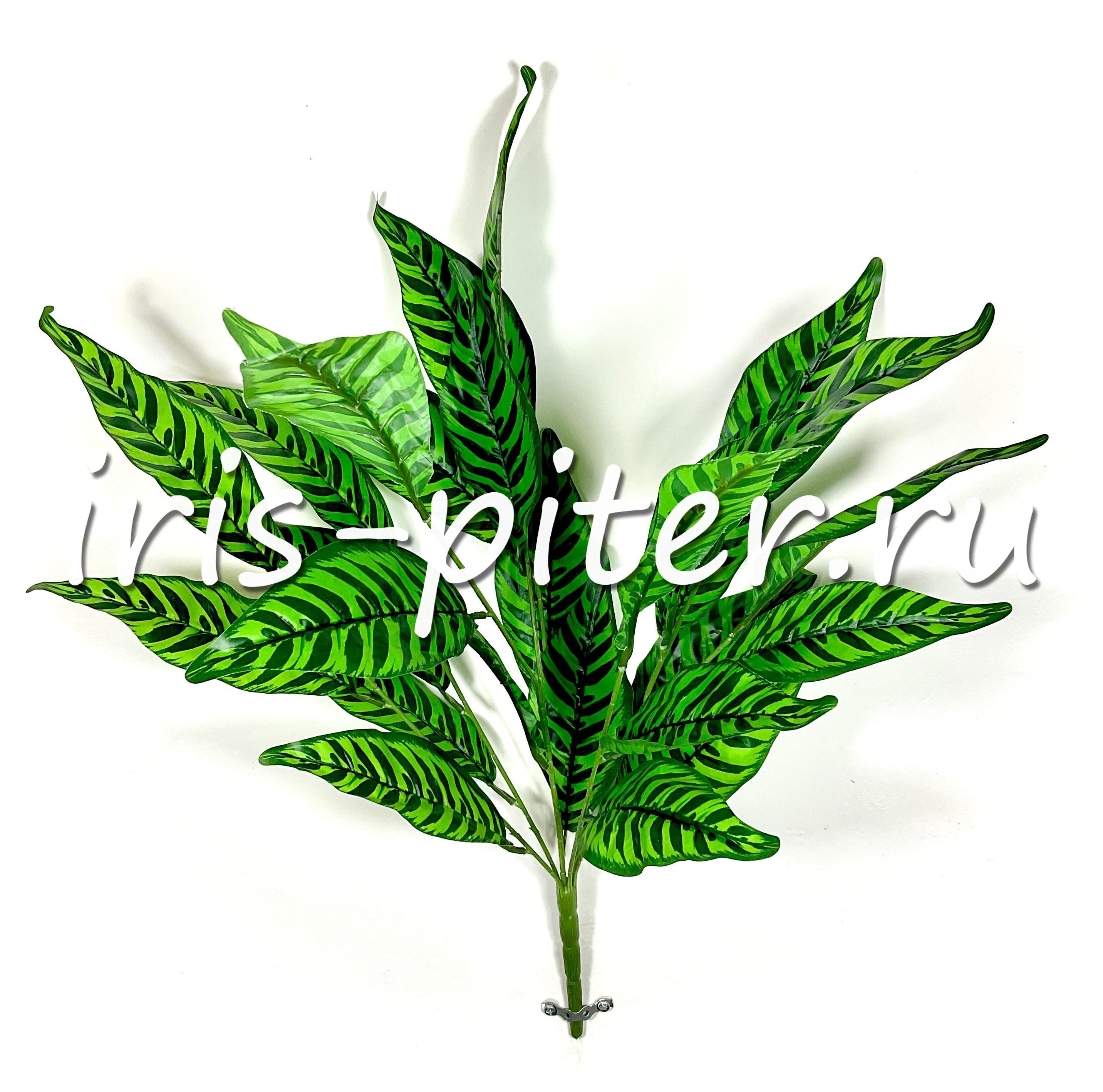 Калатея 26 листьев 