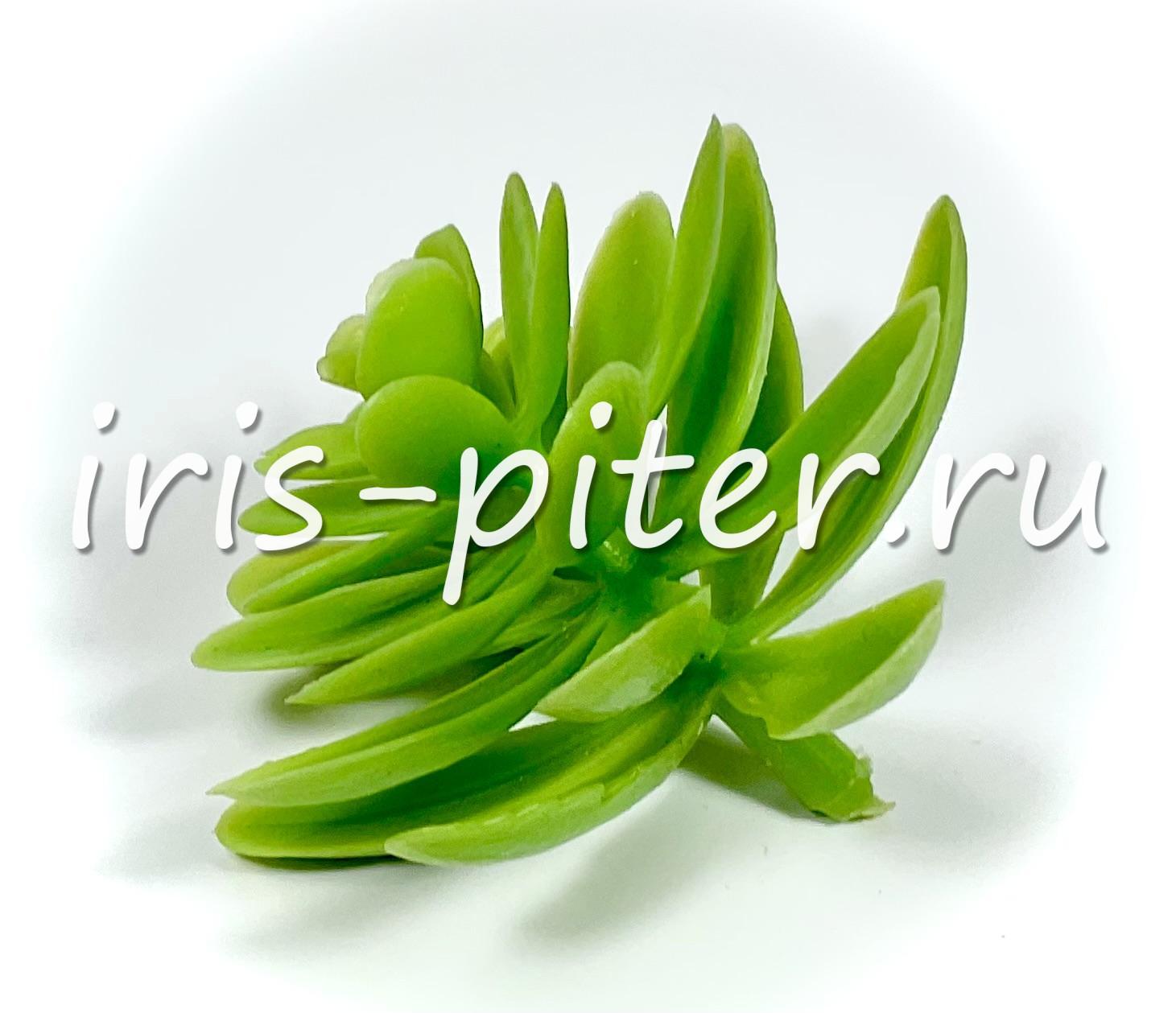 Эхеверия изящная