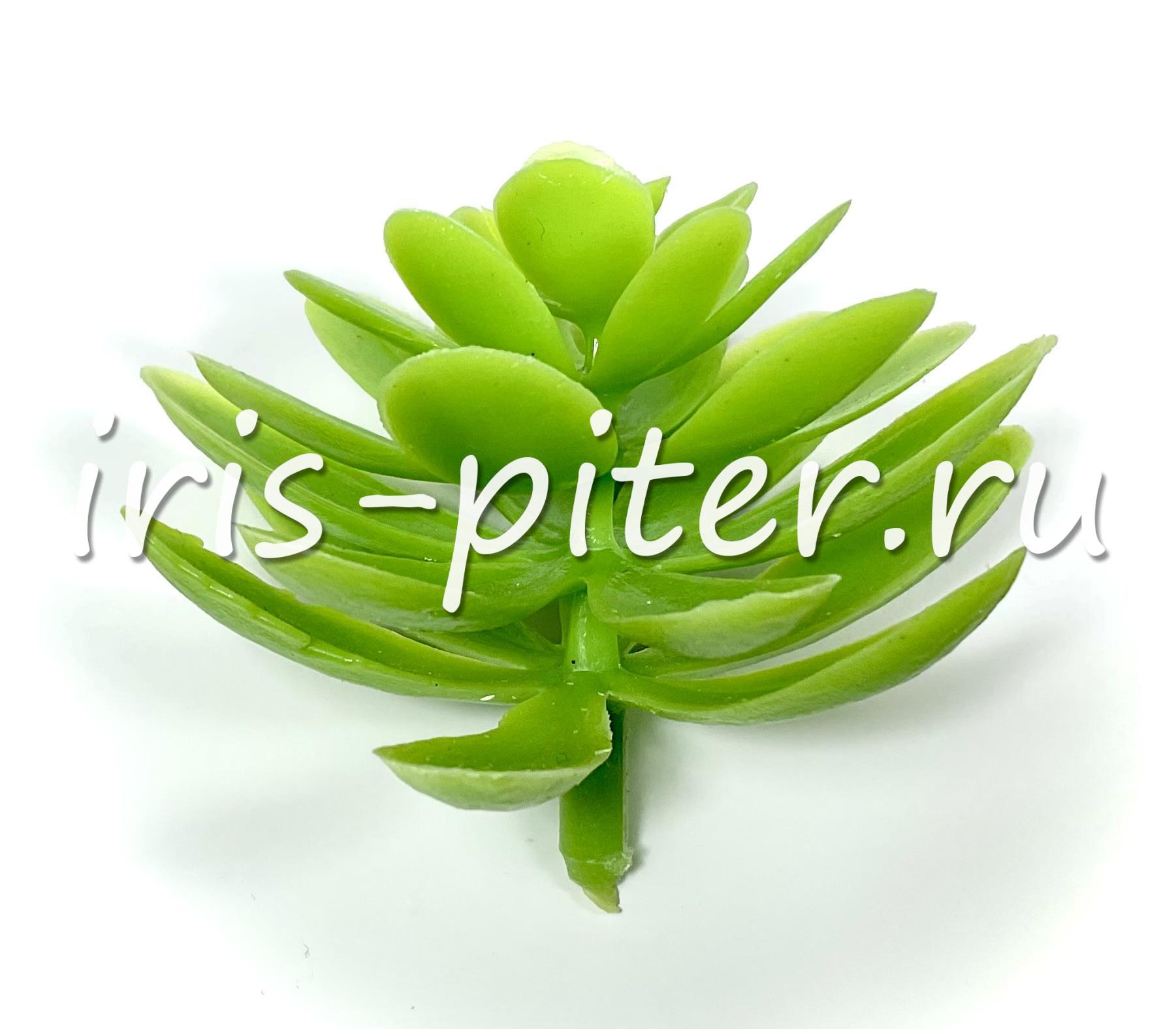 Эхеверия изящная