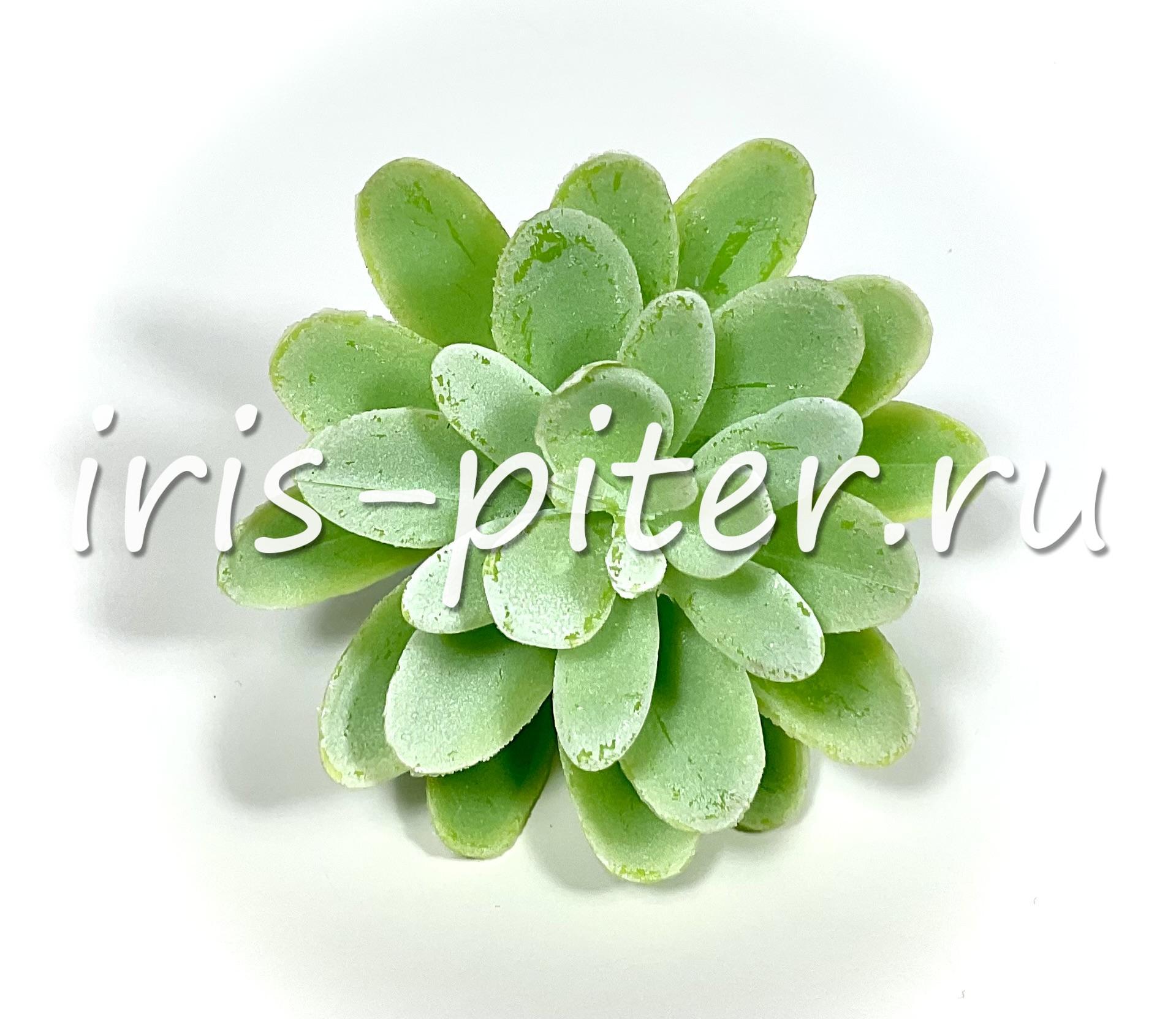 Эхеверия изящная