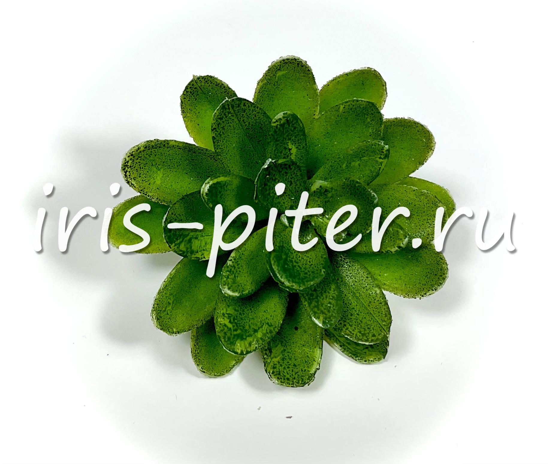 Эхеверия изящная