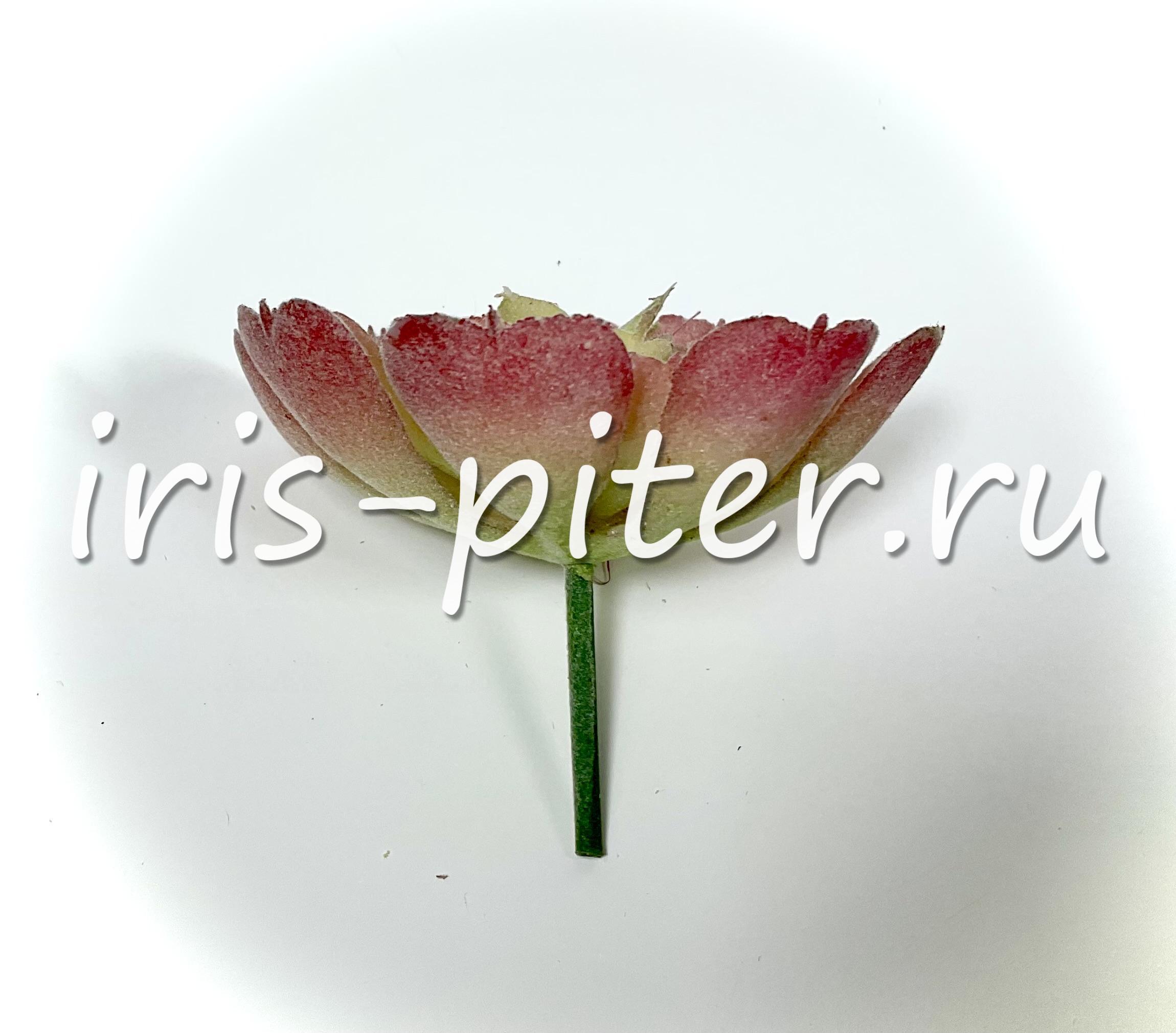 Эхеверия Деренберга