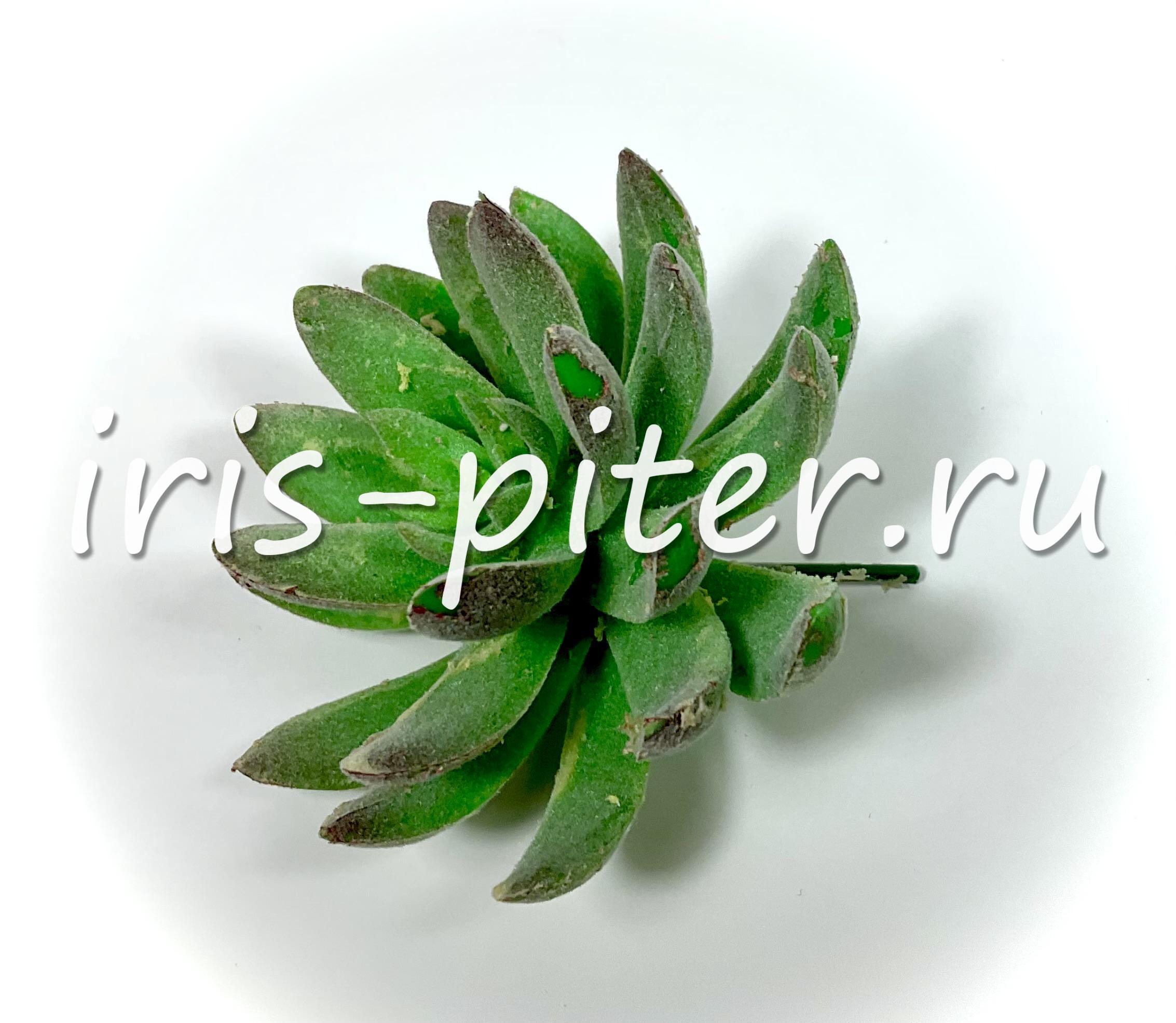 Эхеверия Амоена