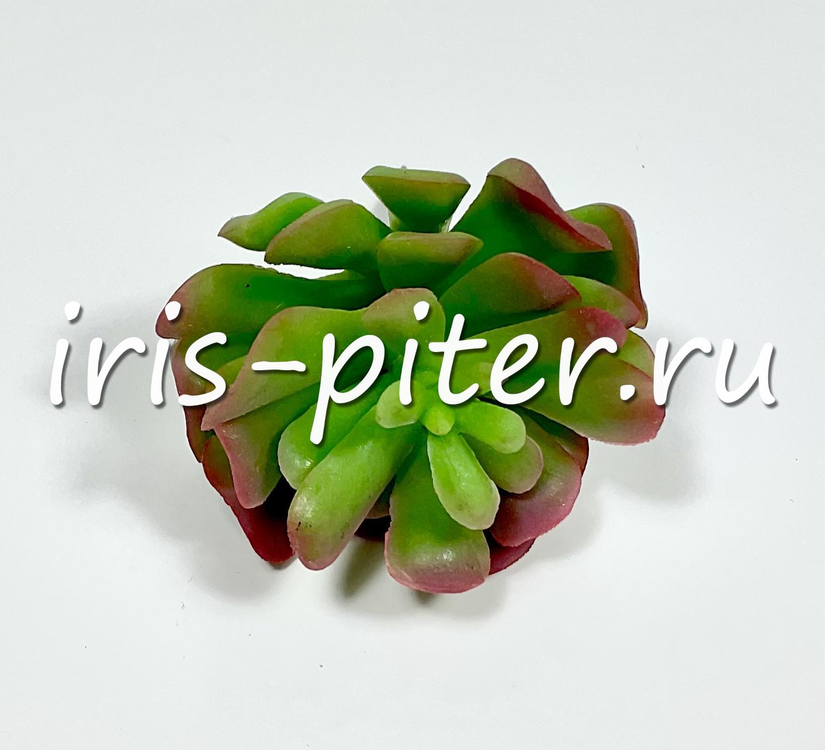 Эхеверия многостебельная