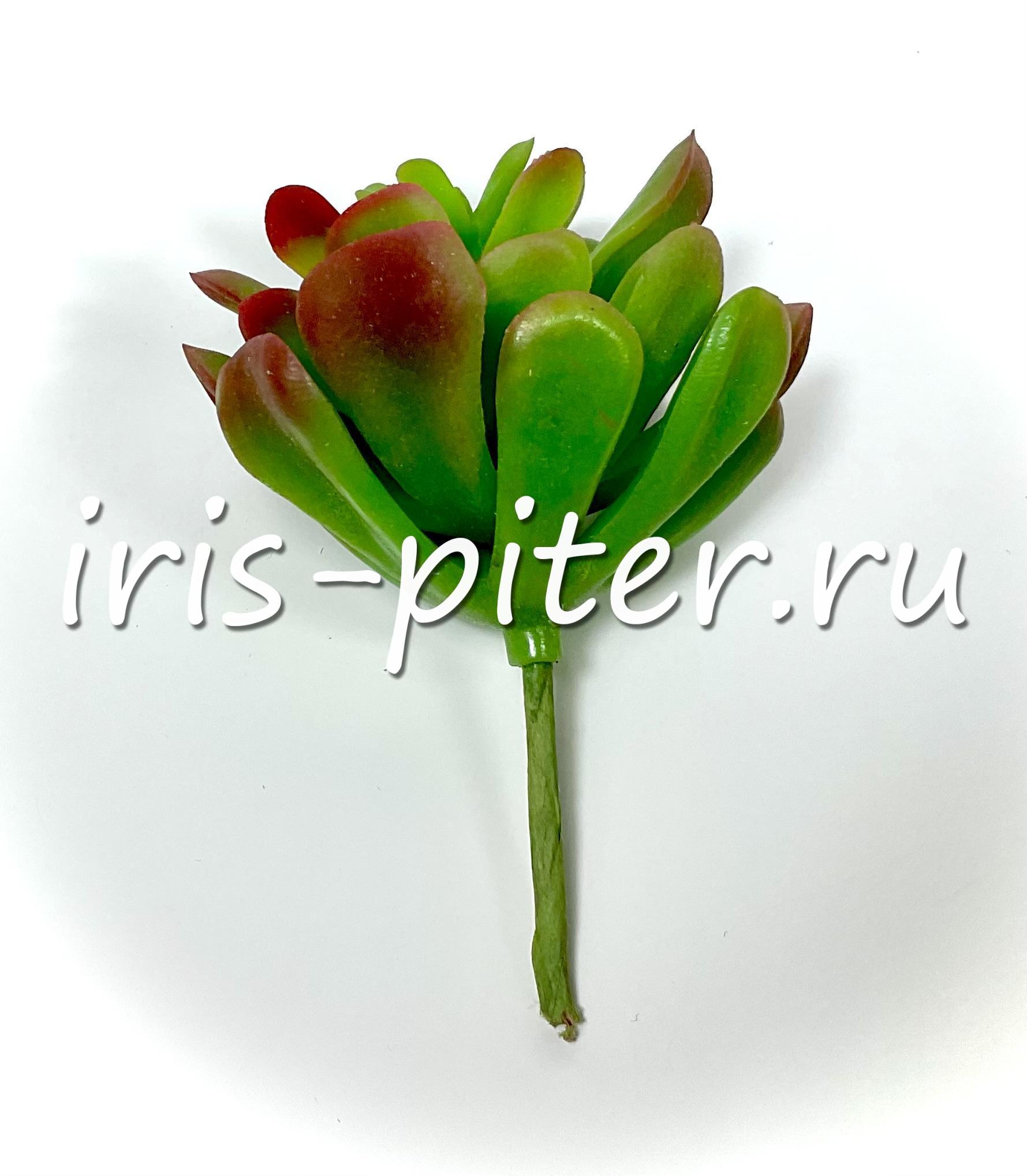 Эхеверия многостебельная