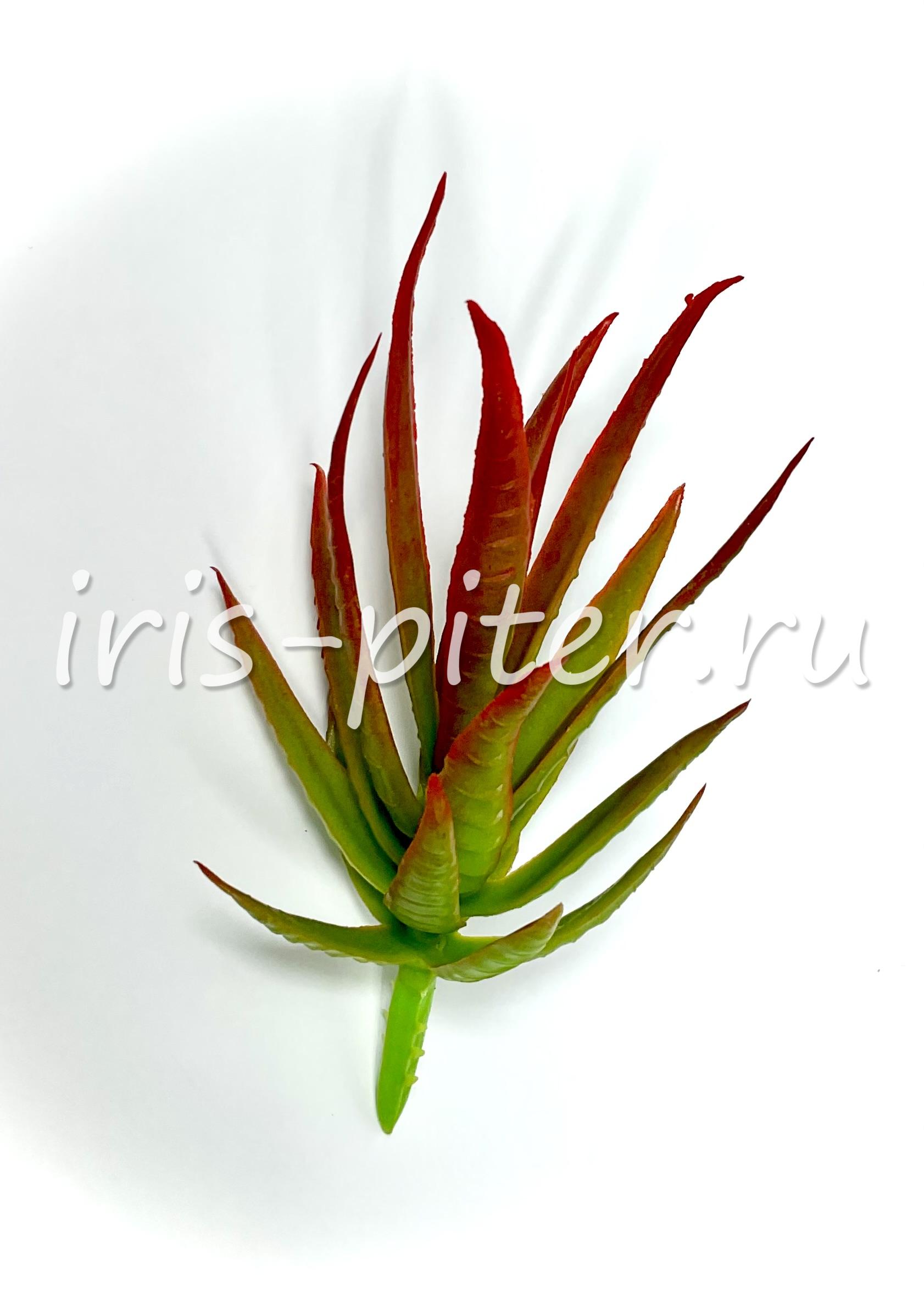 Хавортия Энон