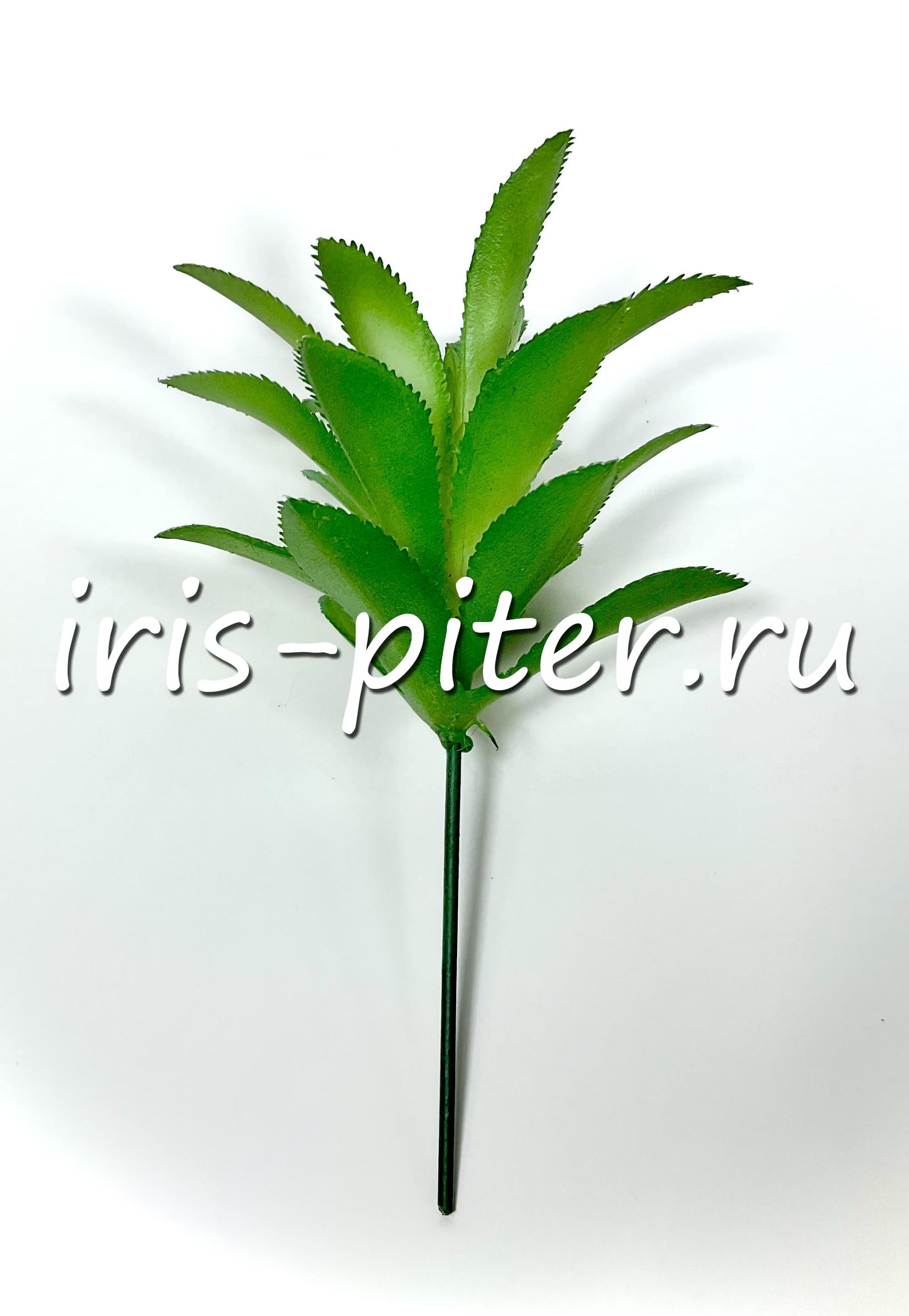 Хавортия сизая