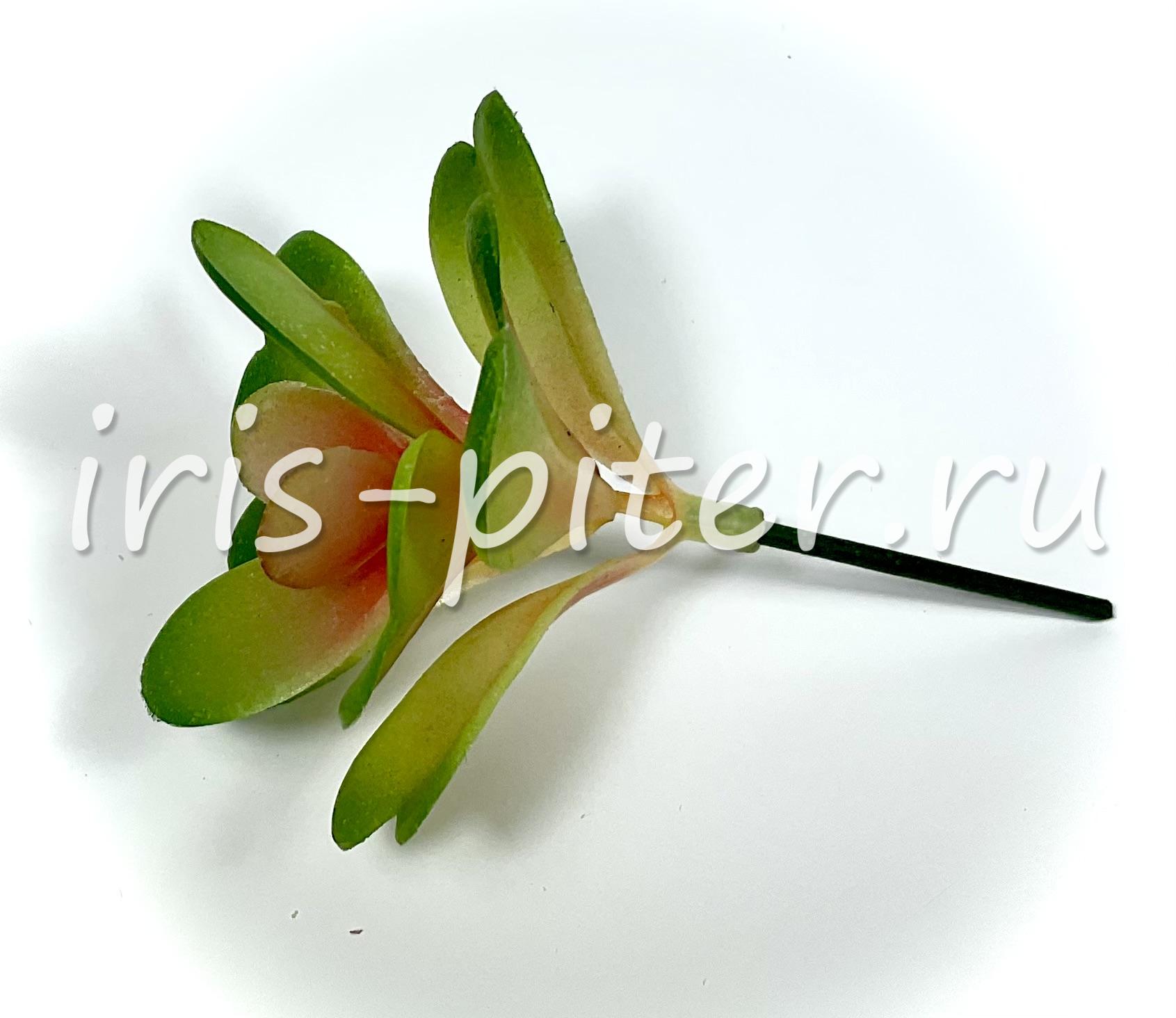 Каланхоэ Тирсифлора