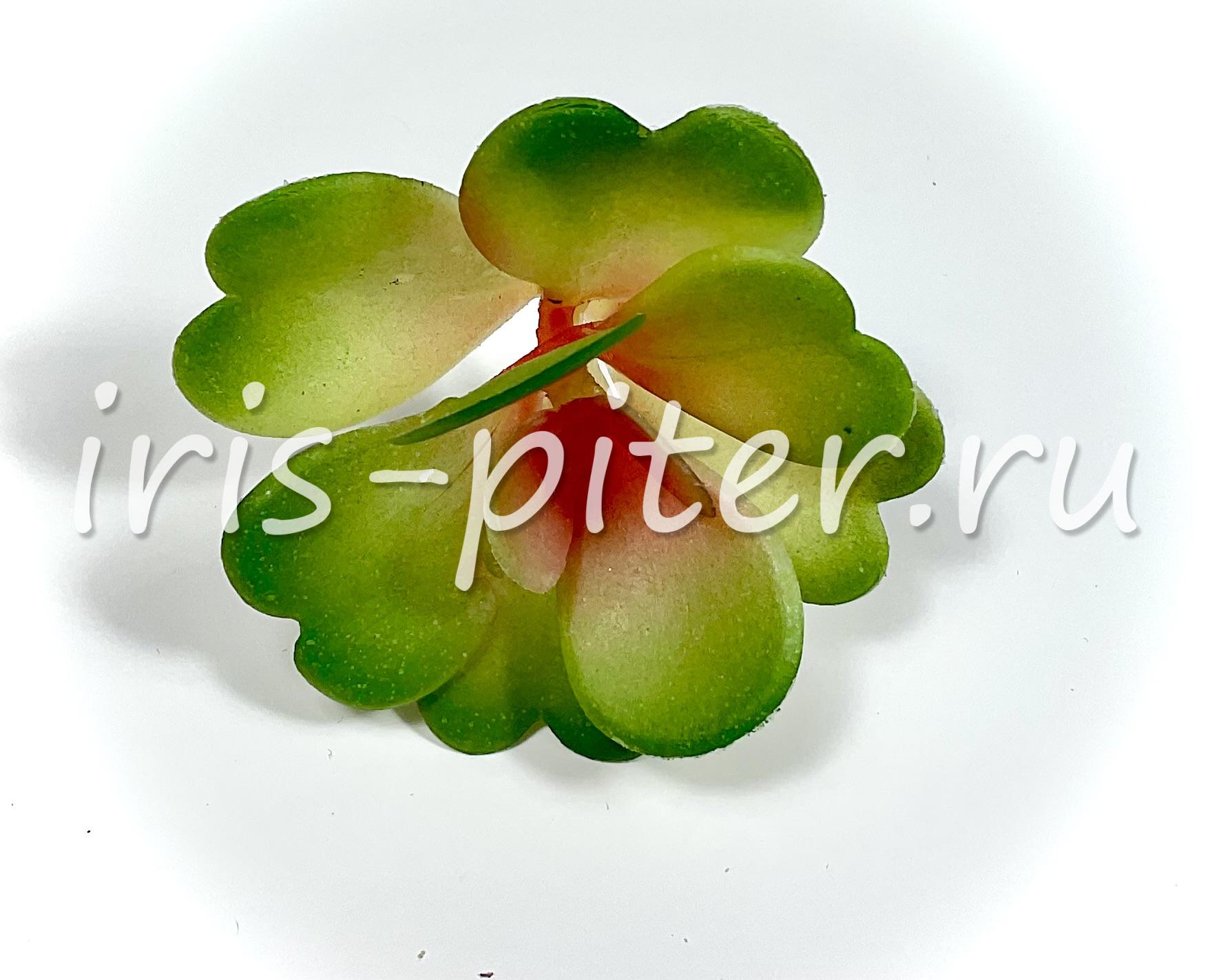 Каланхоэ Тирсифлора