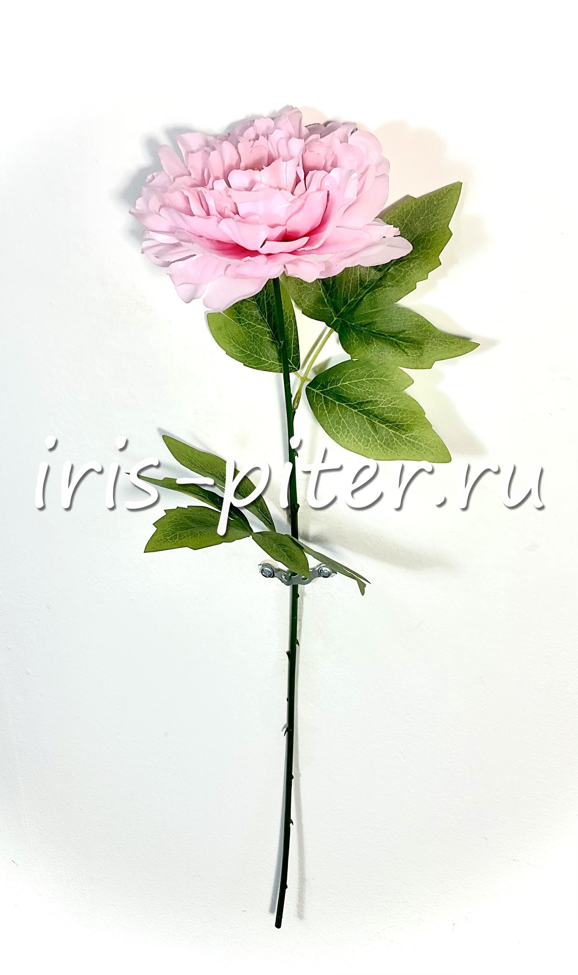 Пион одиночный большой 