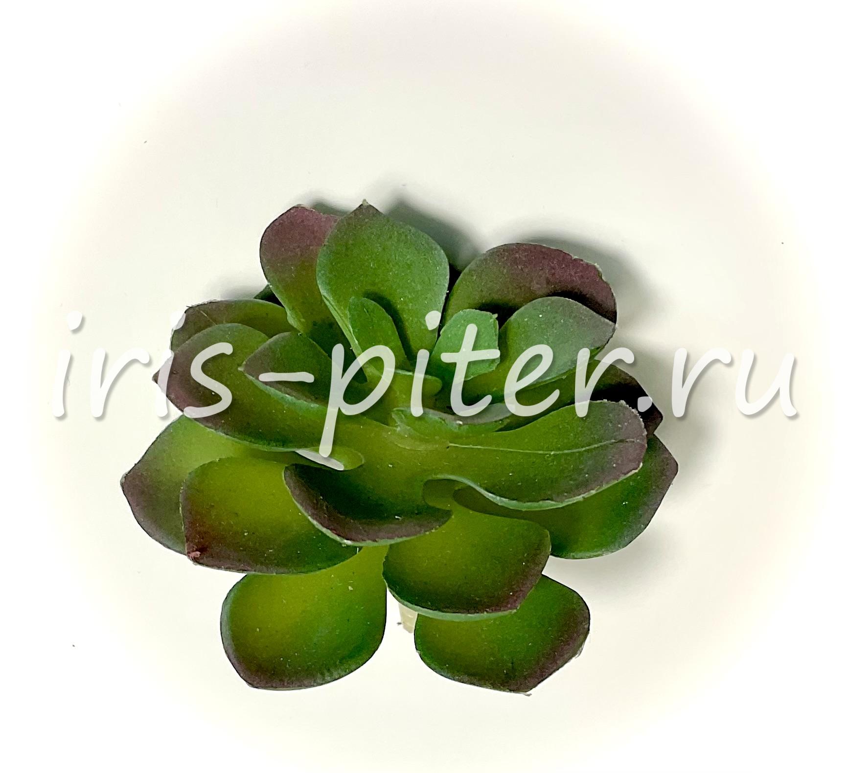 Хавортия сизая