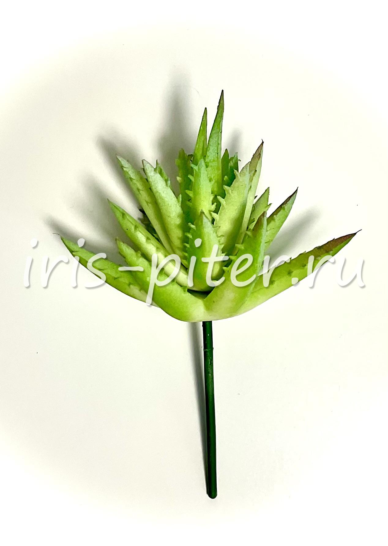 Хавортия саванна