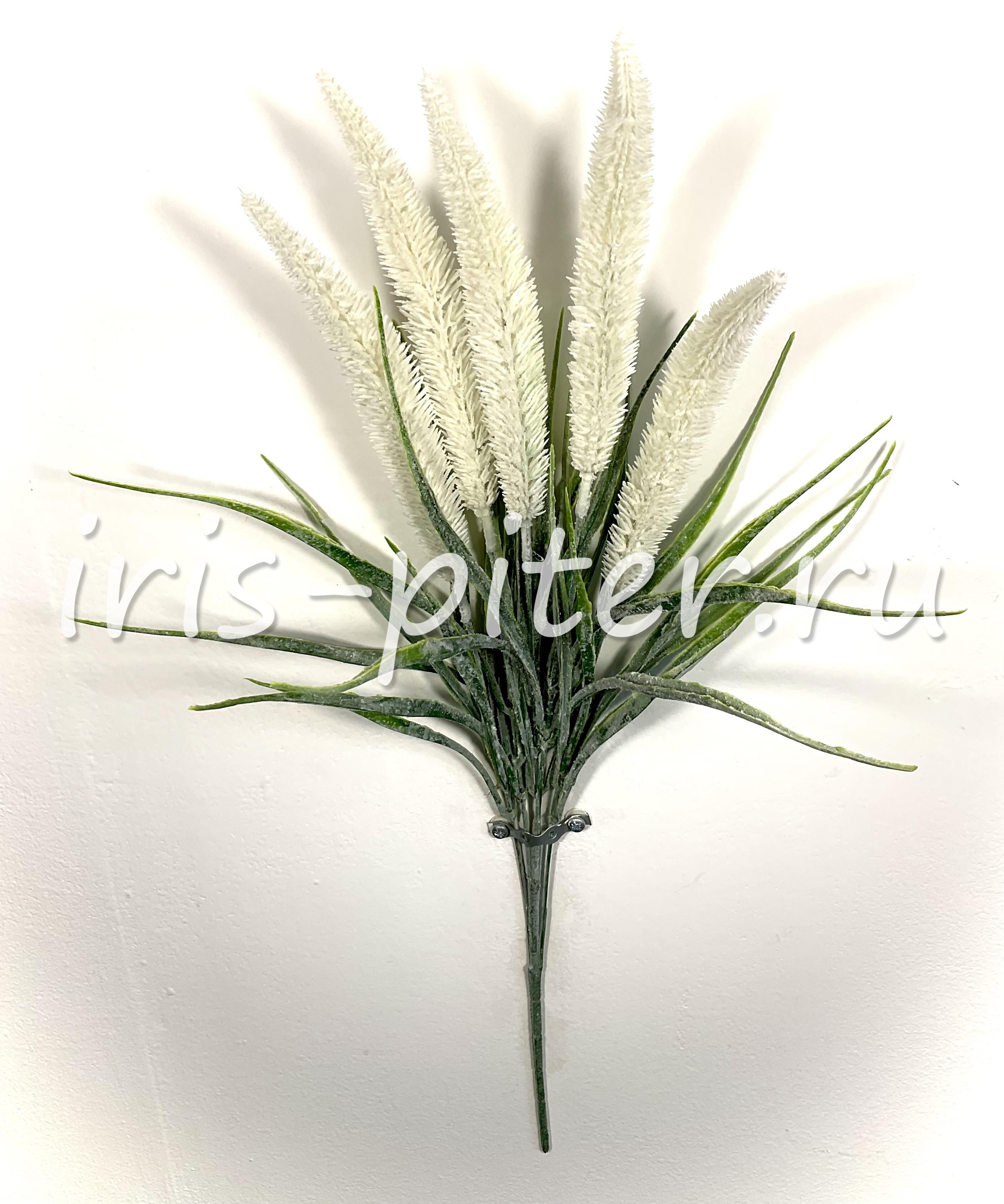 эримурус 5вет 