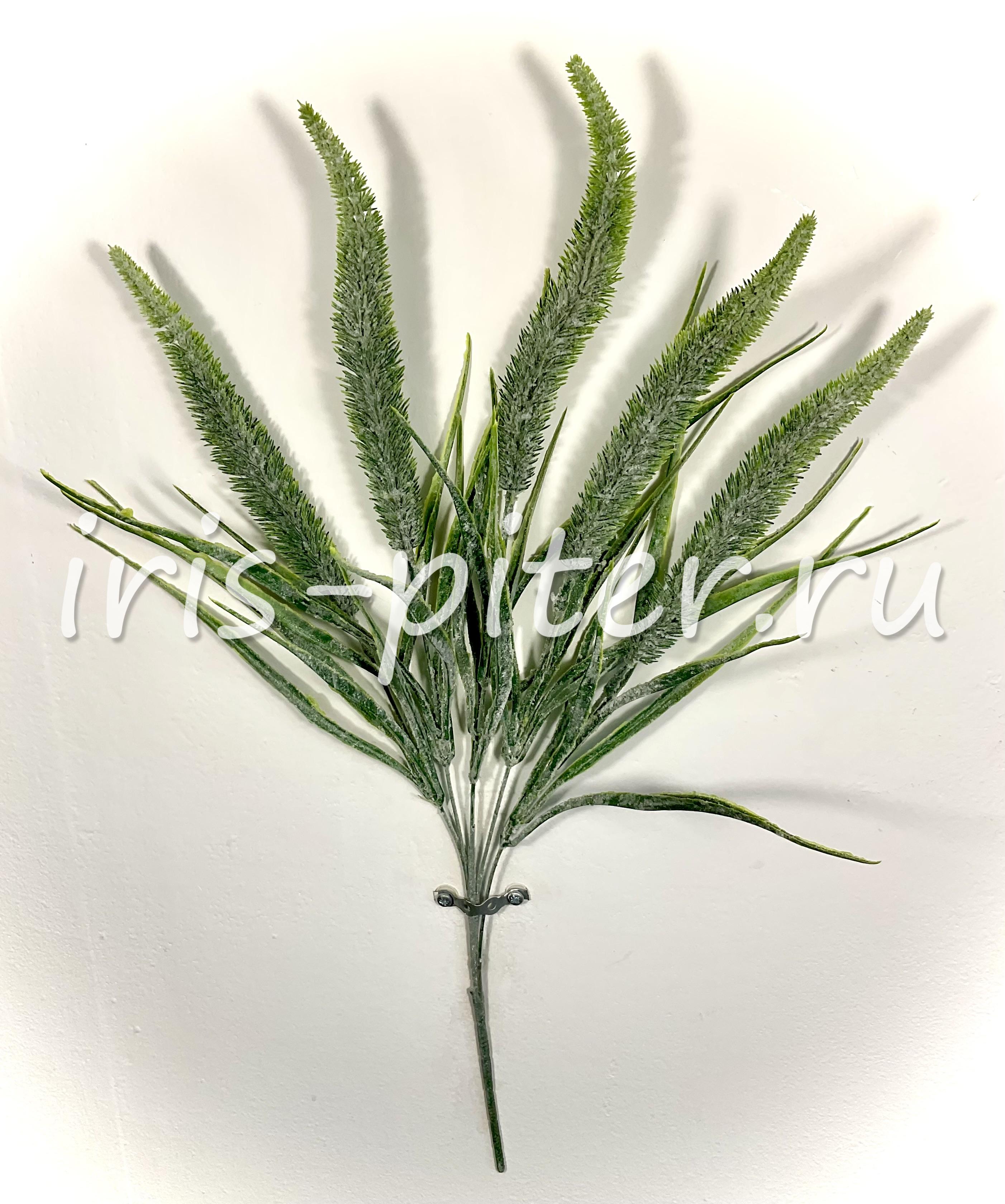 эримурус 5вет 