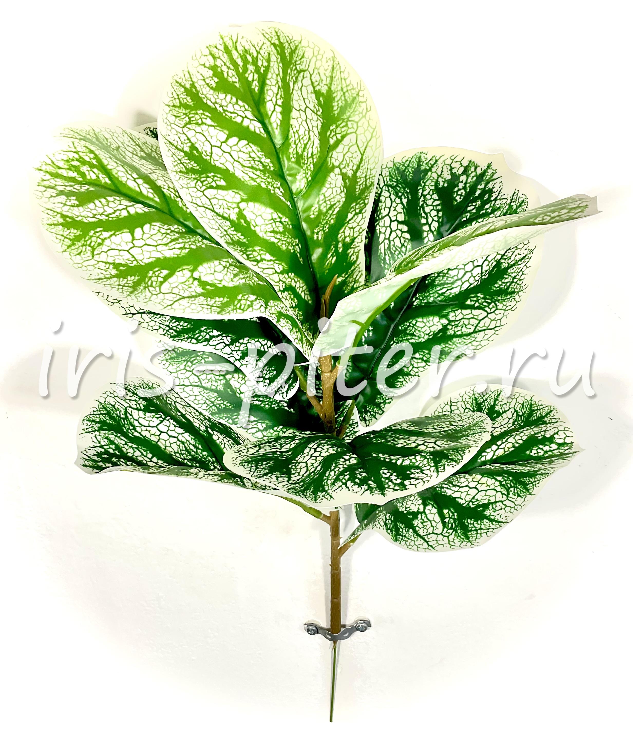 фикус Лирата