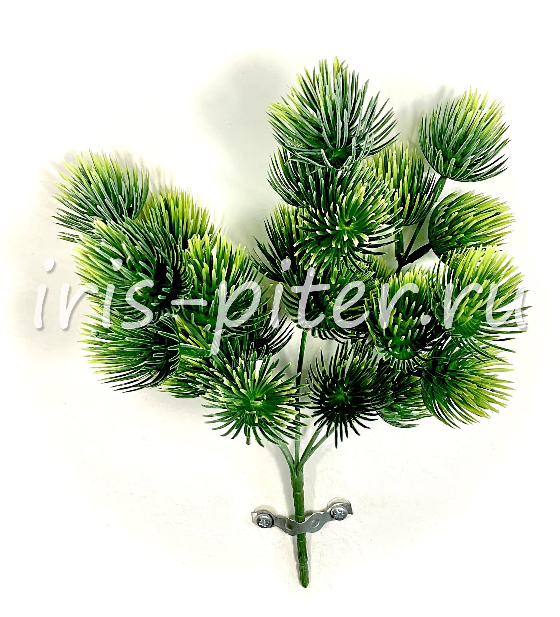 ветка кедр 5вет