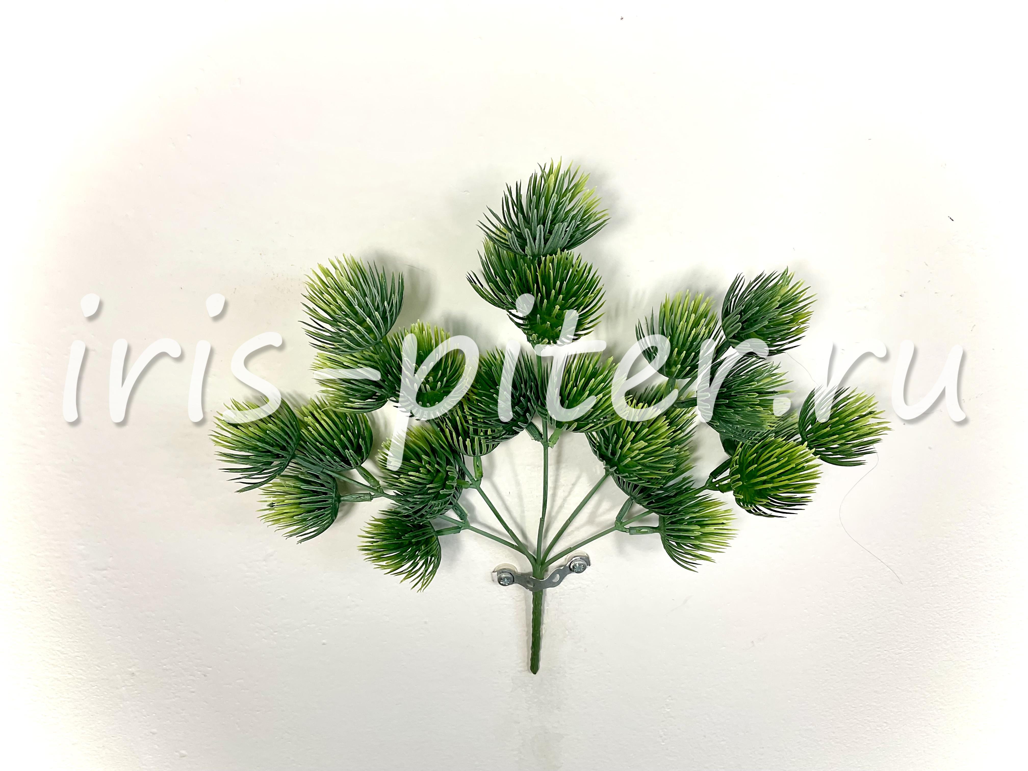 ветка кедр 5вет