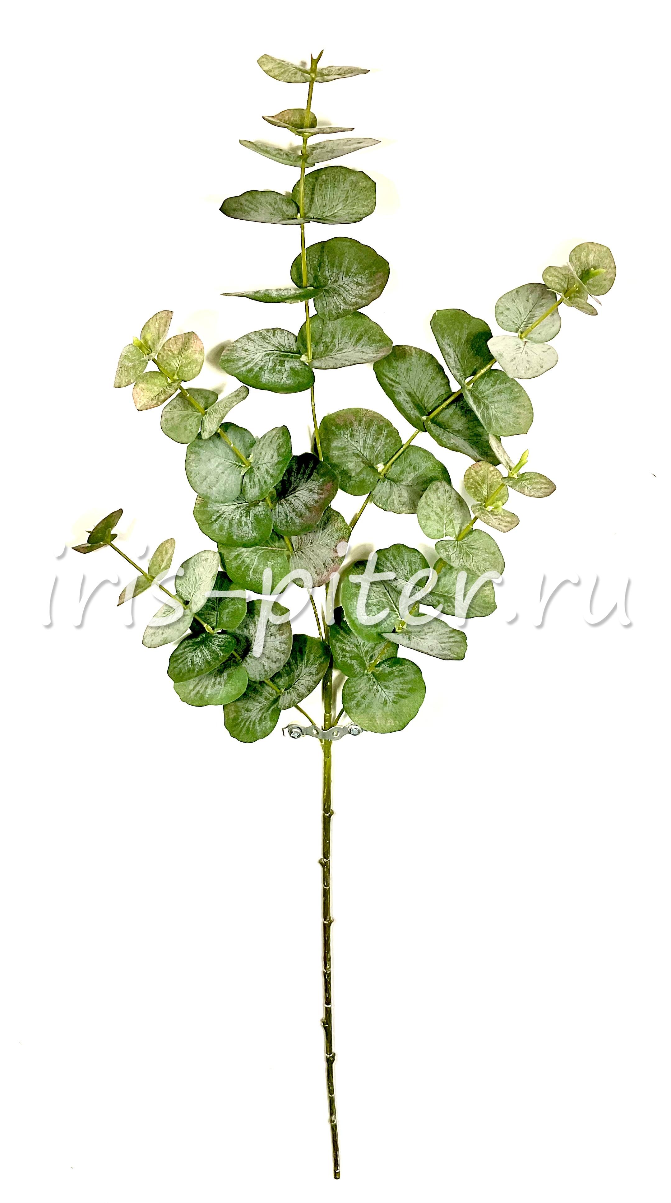 Ветка эвкалипт 5в с напылением