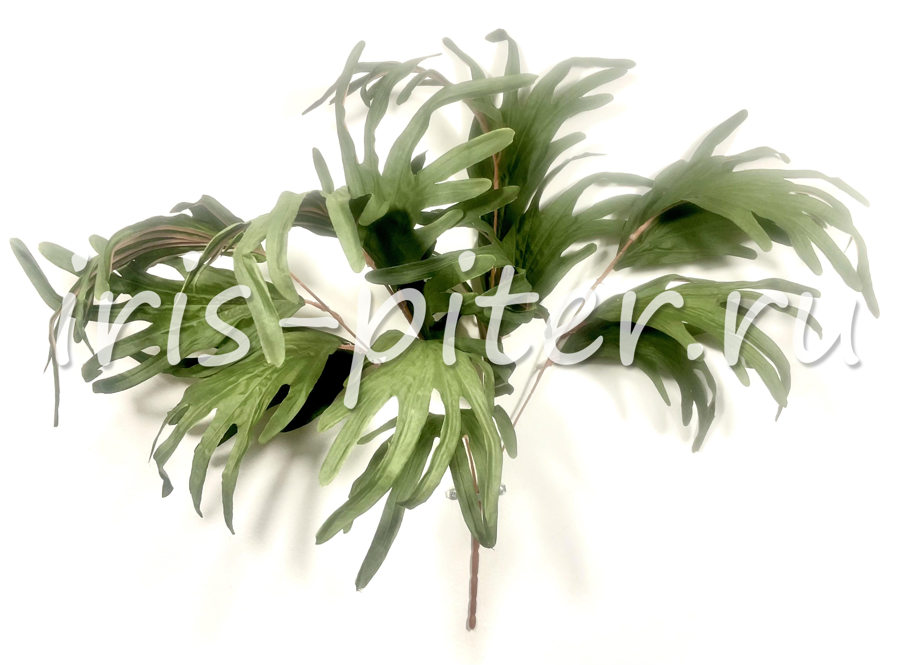 Подкустник папоротник оленьи рога