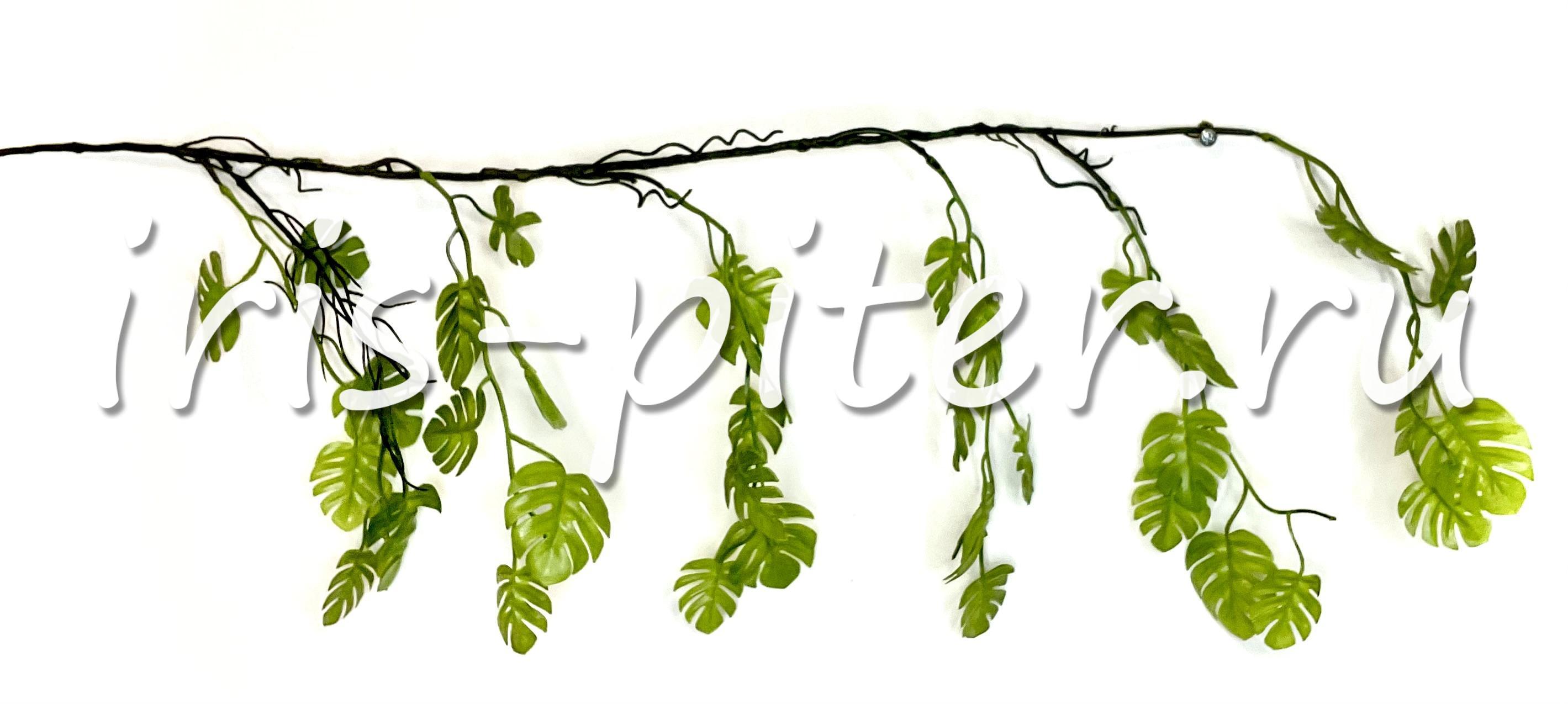 Лиана монстера пласт