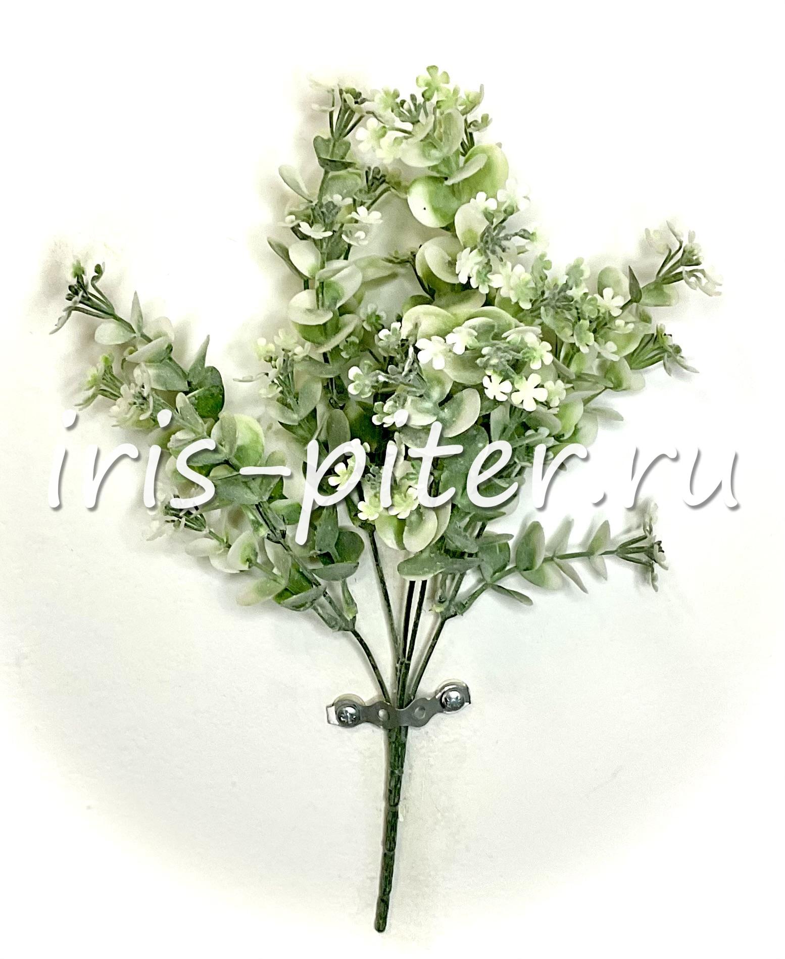 Самшит 5вет цветущий с напылением