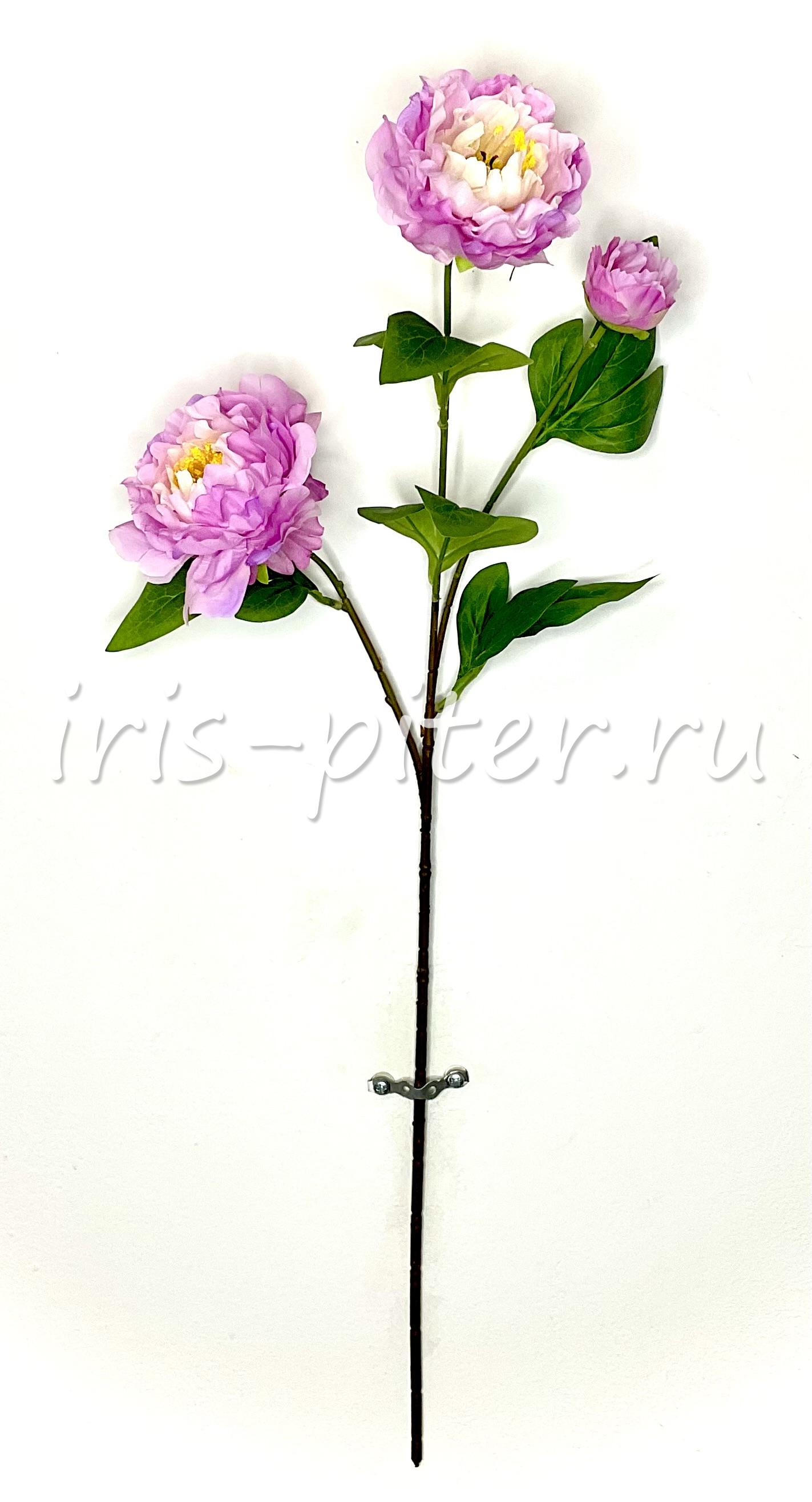 Ветка пион 2г 1бут