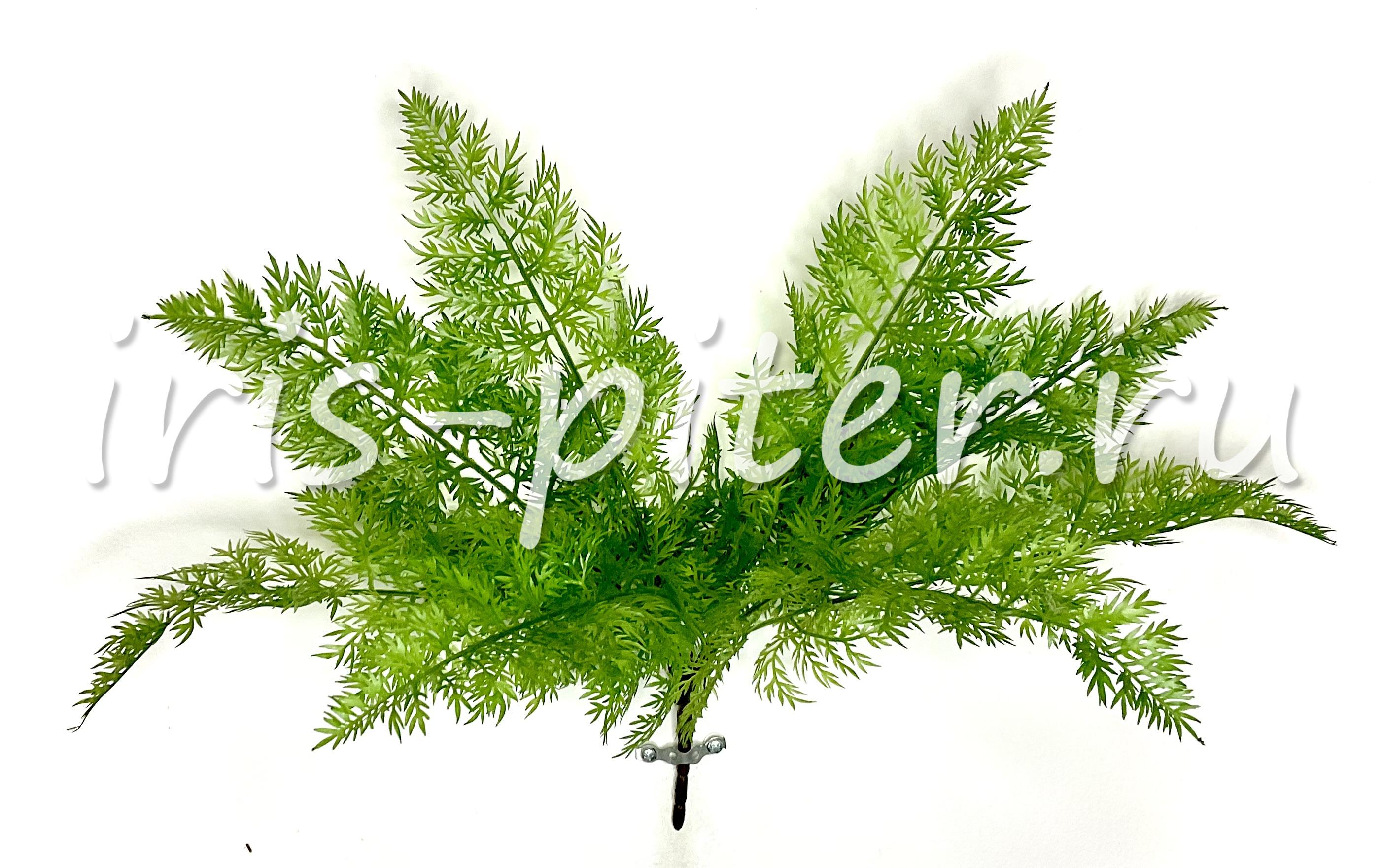 Папоротник асплениум