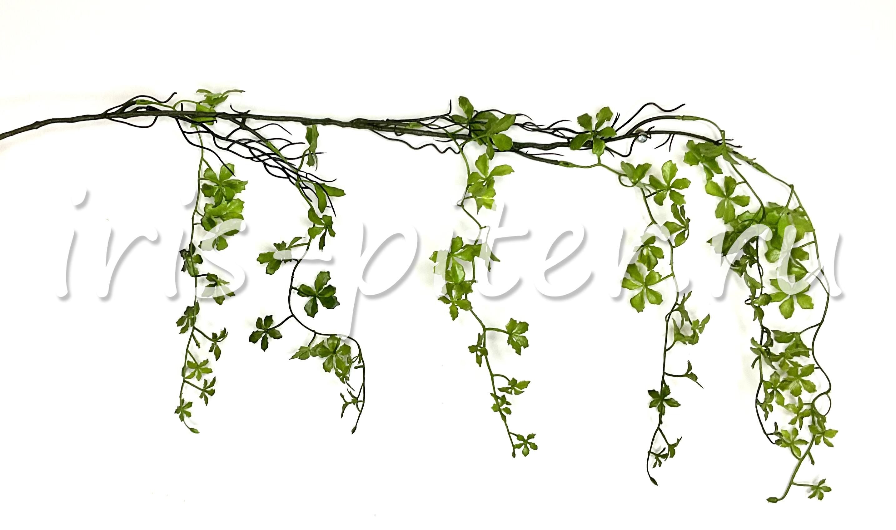 Лиана виноград