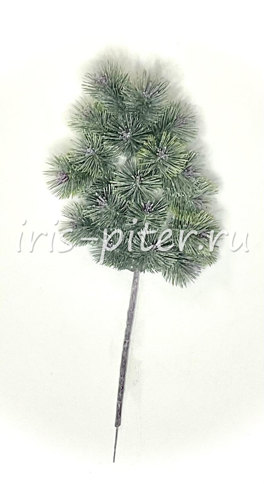 Ветка сосна заснеженная