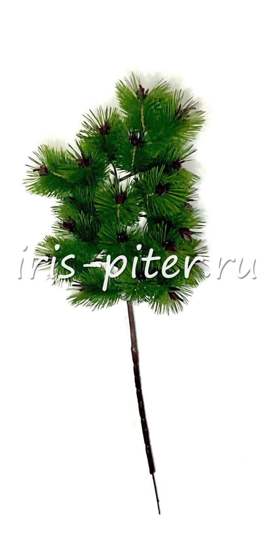 Ветка сосна
