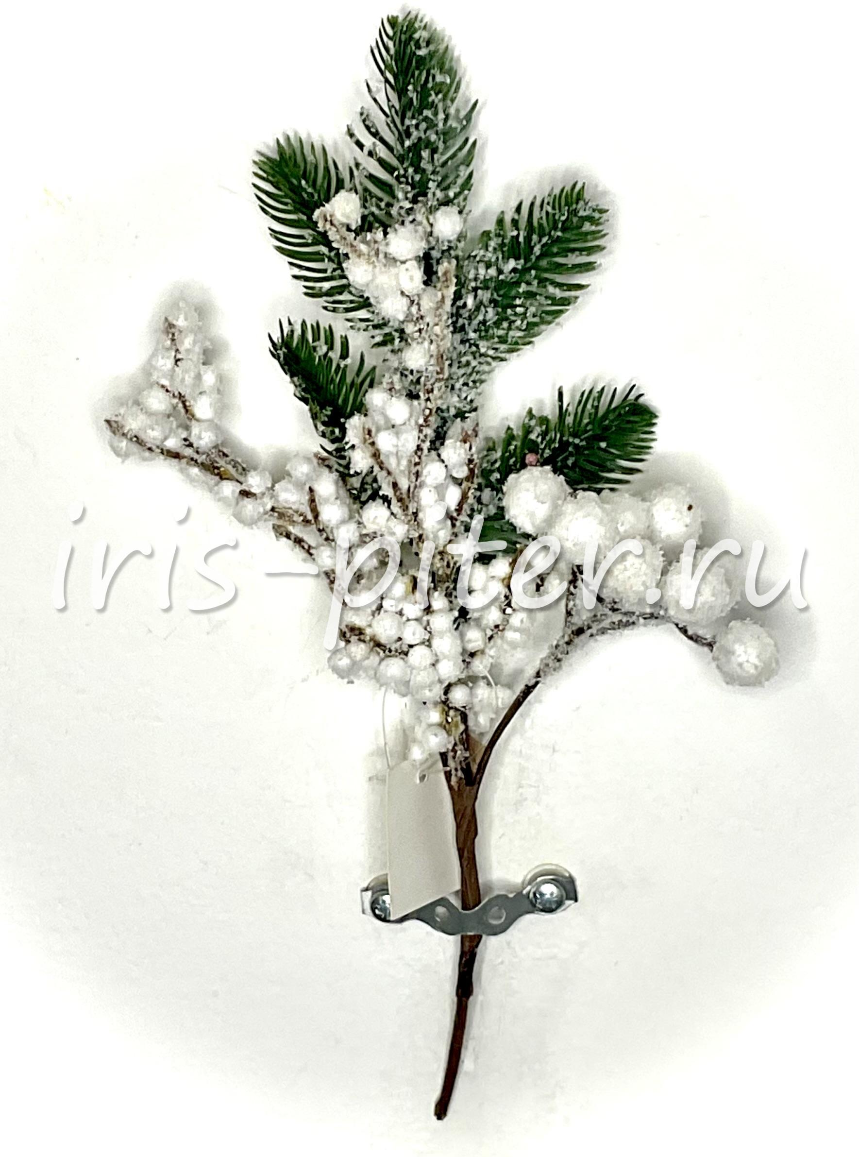 Ветка елка с белыми ягодами