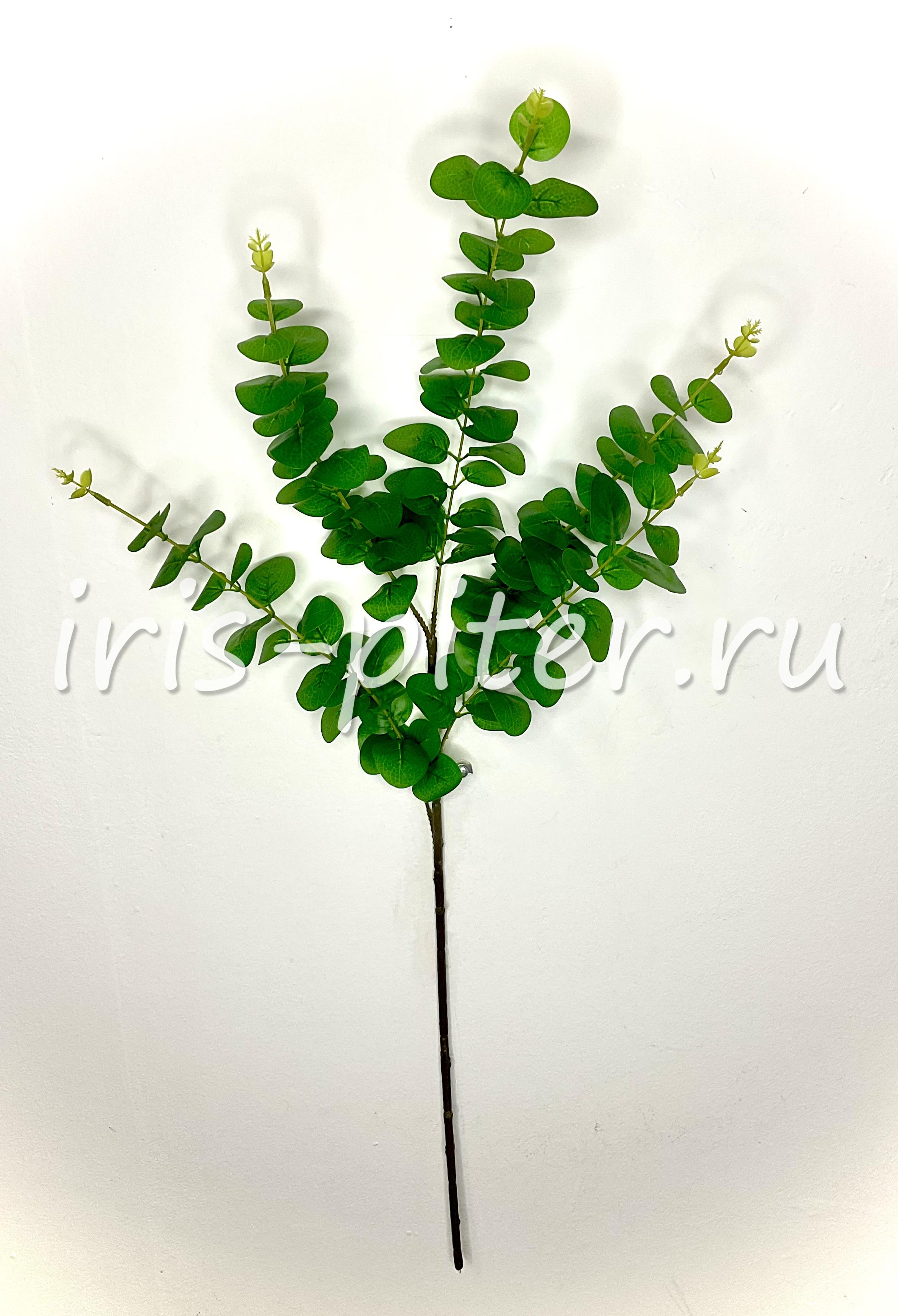 Ветка эвкалипт 5вет